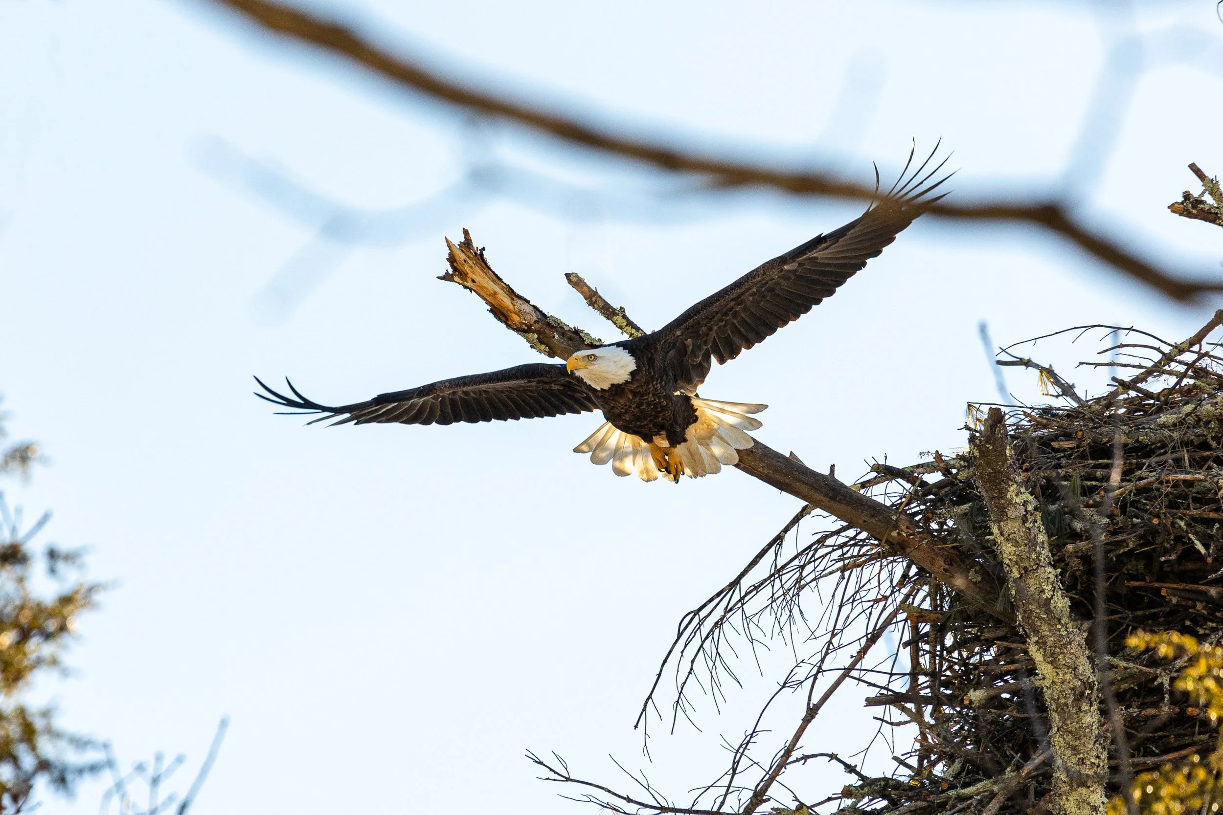 Bald Eagles in Catskills, New York-21.jpg