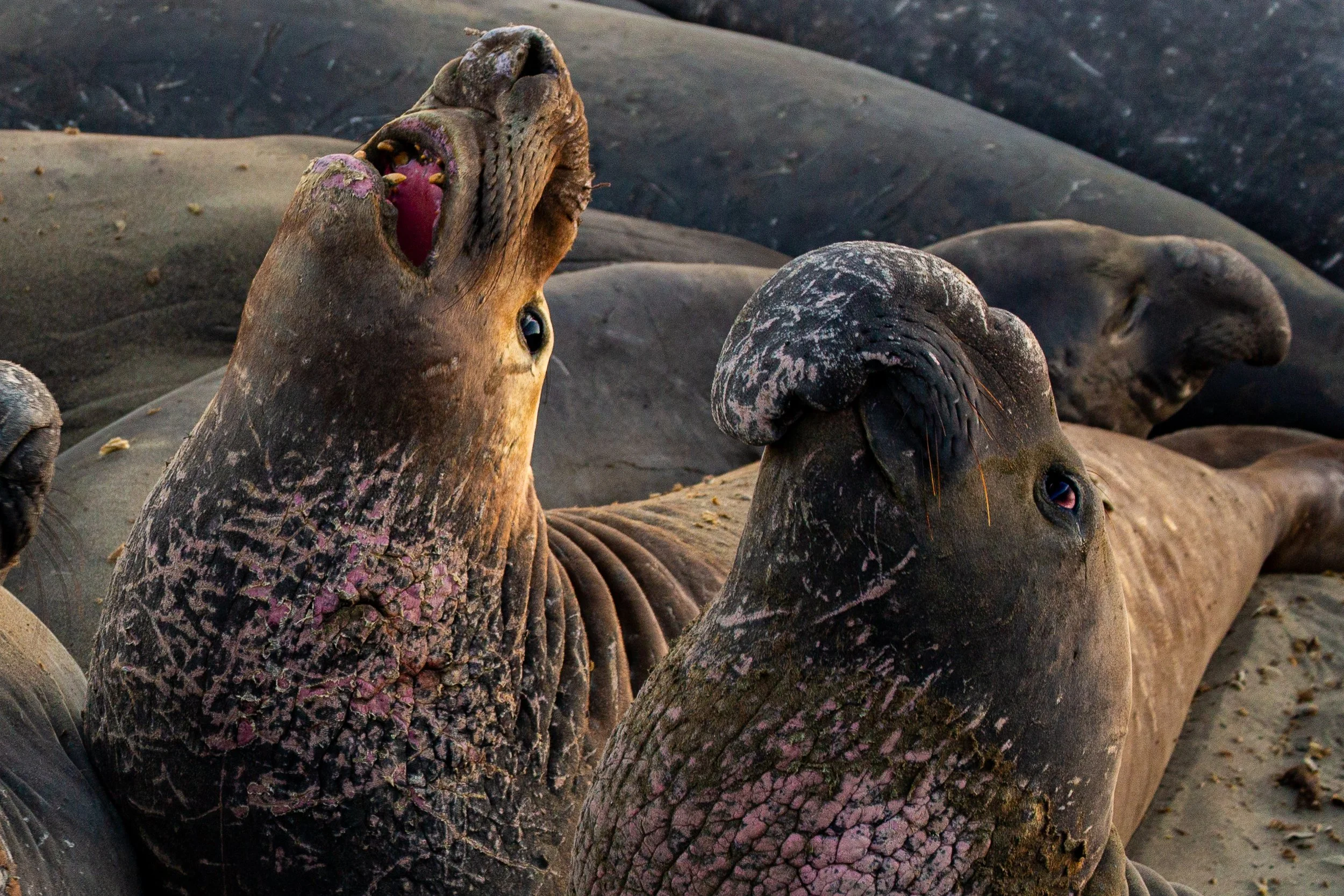 Elephant Seals - San Simeon, California - Wildlife Photography-17.jpg