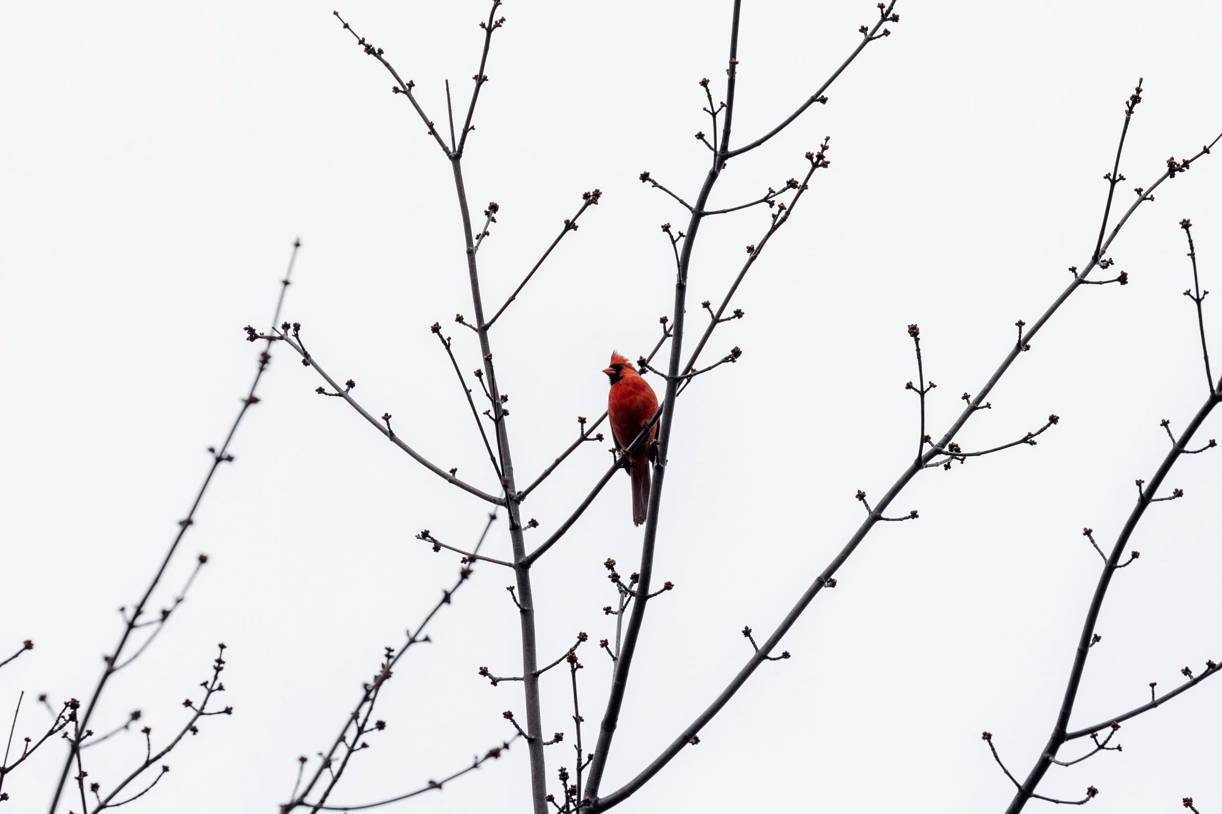 Cardinal - Woodstock, New York - Bird Wildlife Photography.jpg