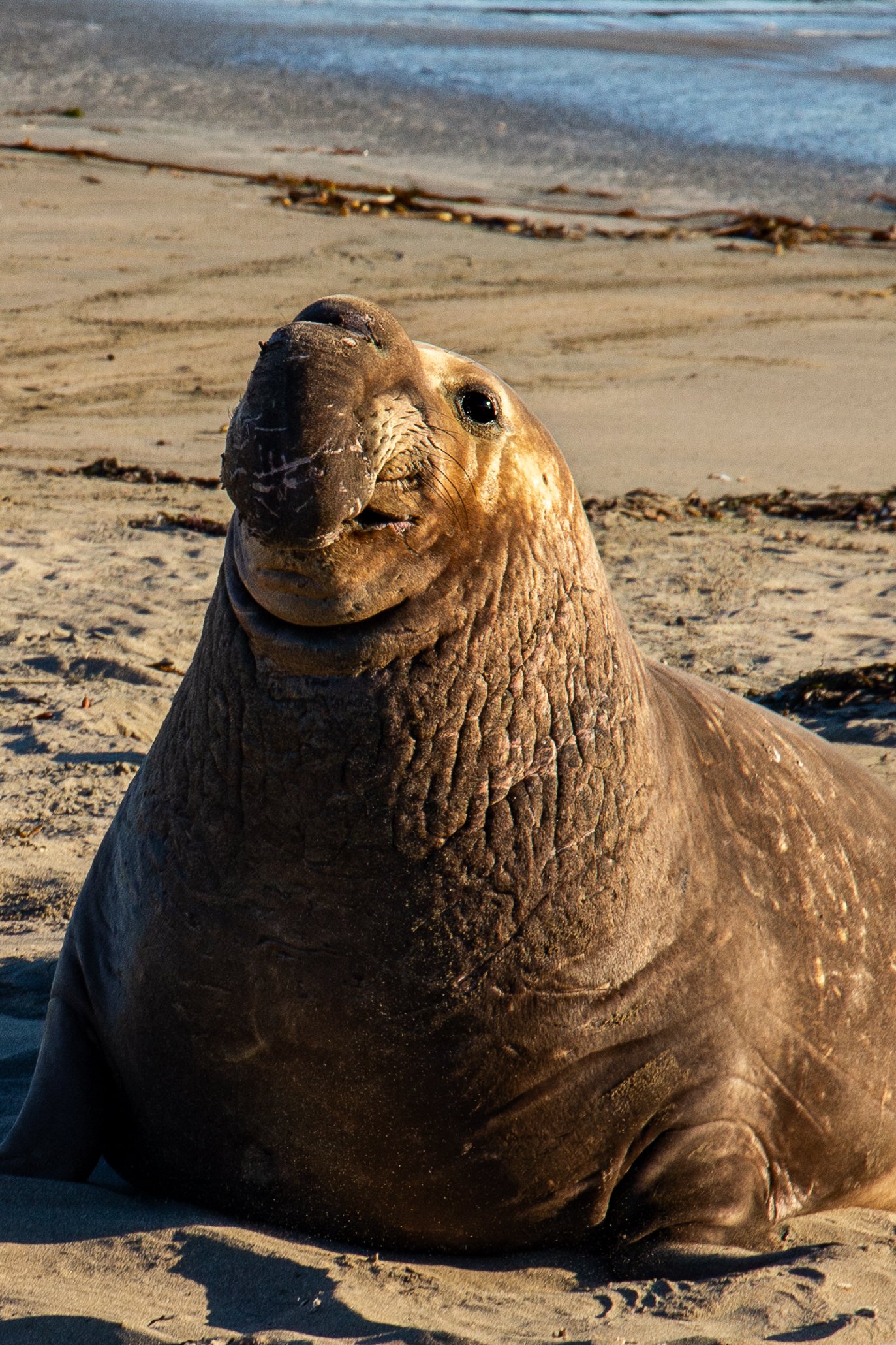 Elephant Seals - San Simeon, California - Wildlife Photography-1.jpg