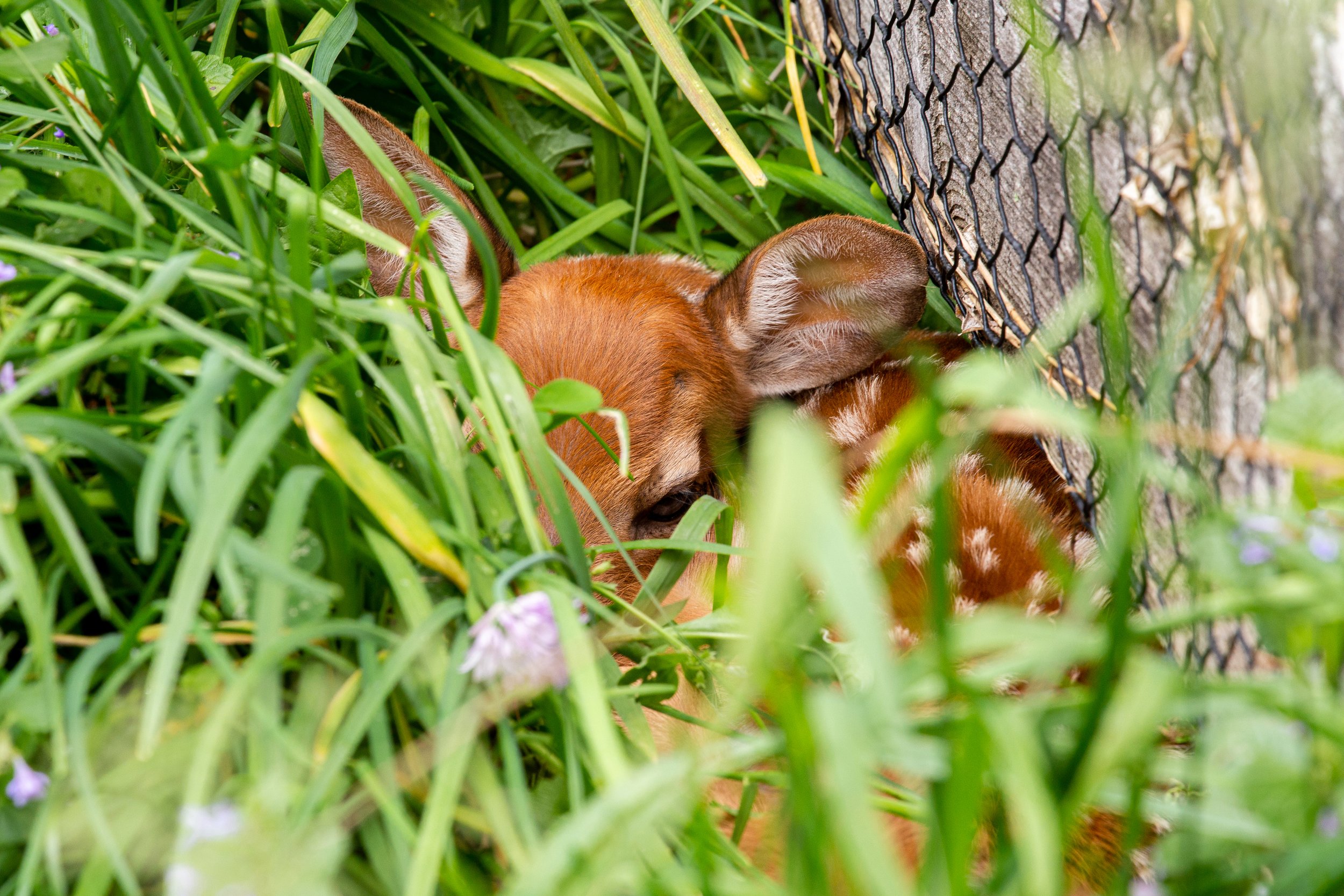 Fawn - Germantown, New York.jpg