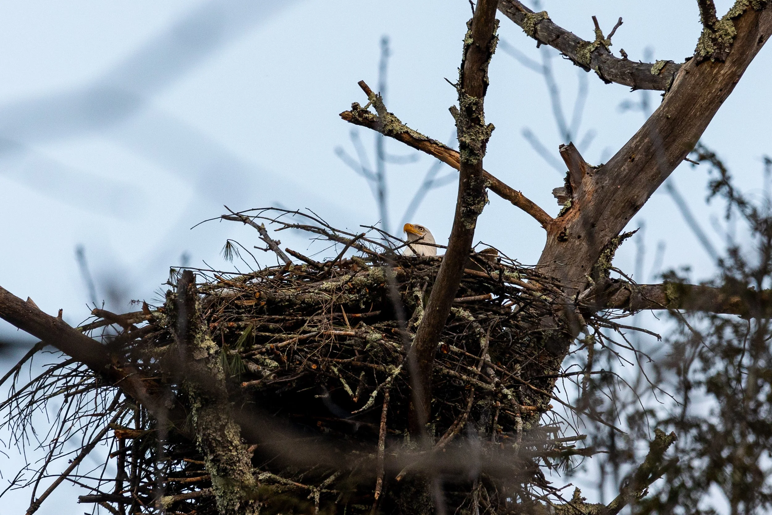 Bald Eagles in Catskills, New York-1.jpg