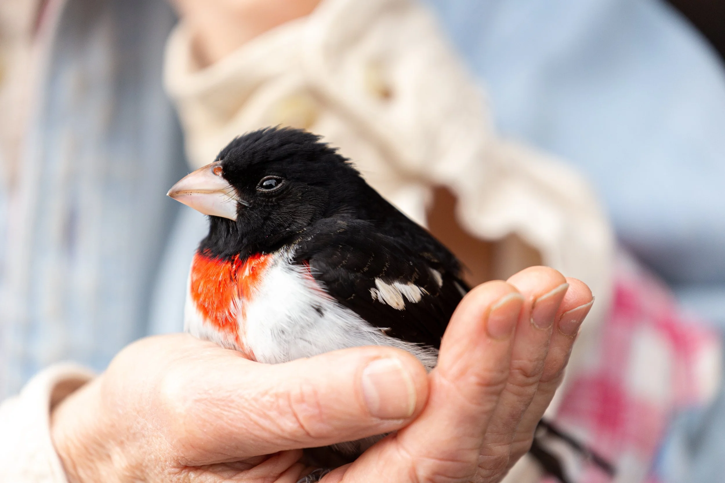 Germantown, New York - Bird Wildlife Photography - 1.jpg