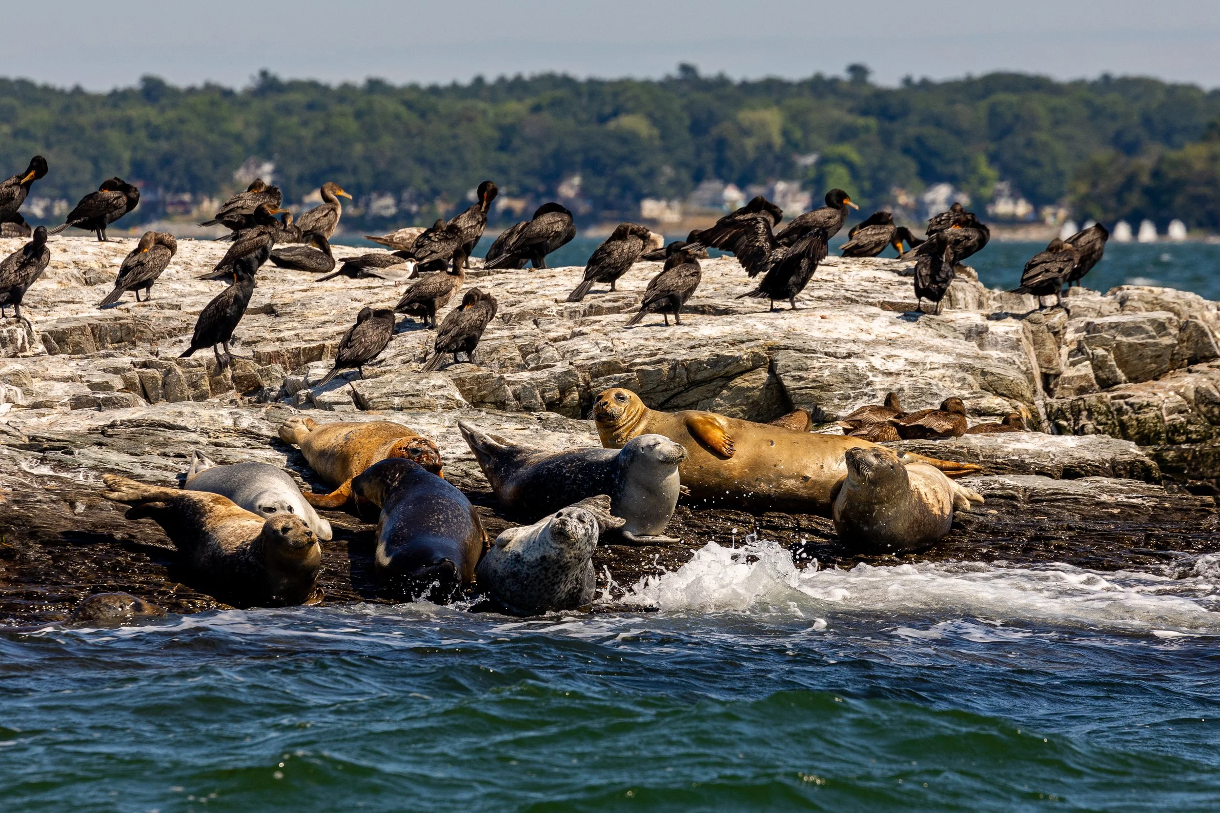 Seal Watching Tour - Portland, Maine-8.jpg