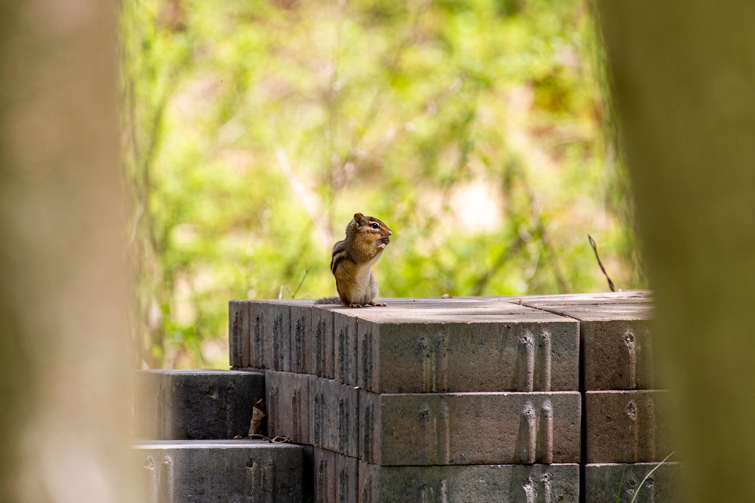 Germantown, New York - Wildlife Photography-2.jpg