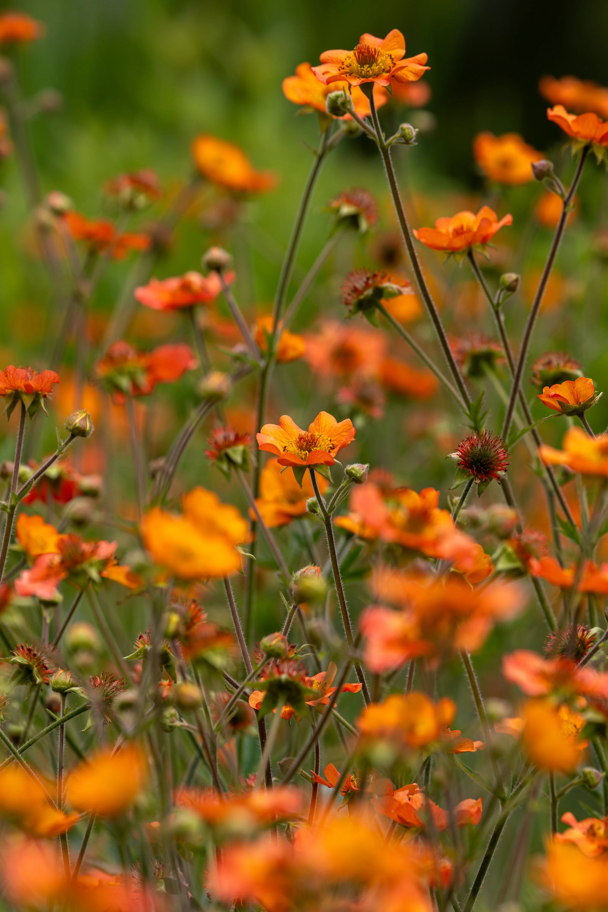 Coastal Maine Botanical Gardens - Nature Photography-22.jpg