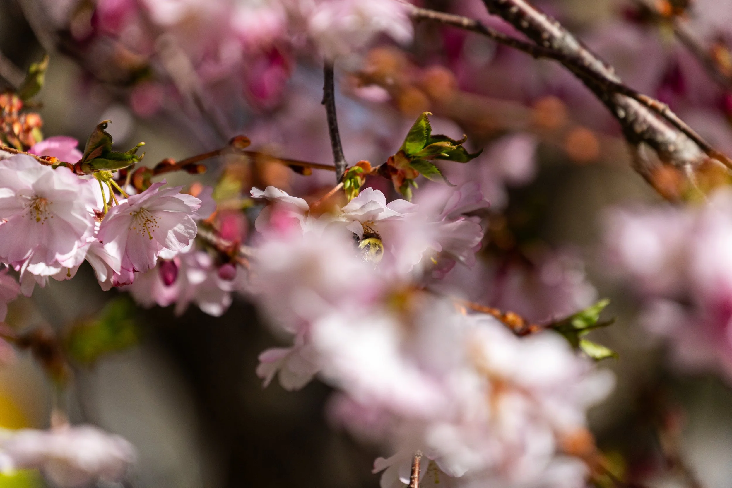 Laurel Hill Cemetery - Saco, Maine - Nature Photography-29.jpg