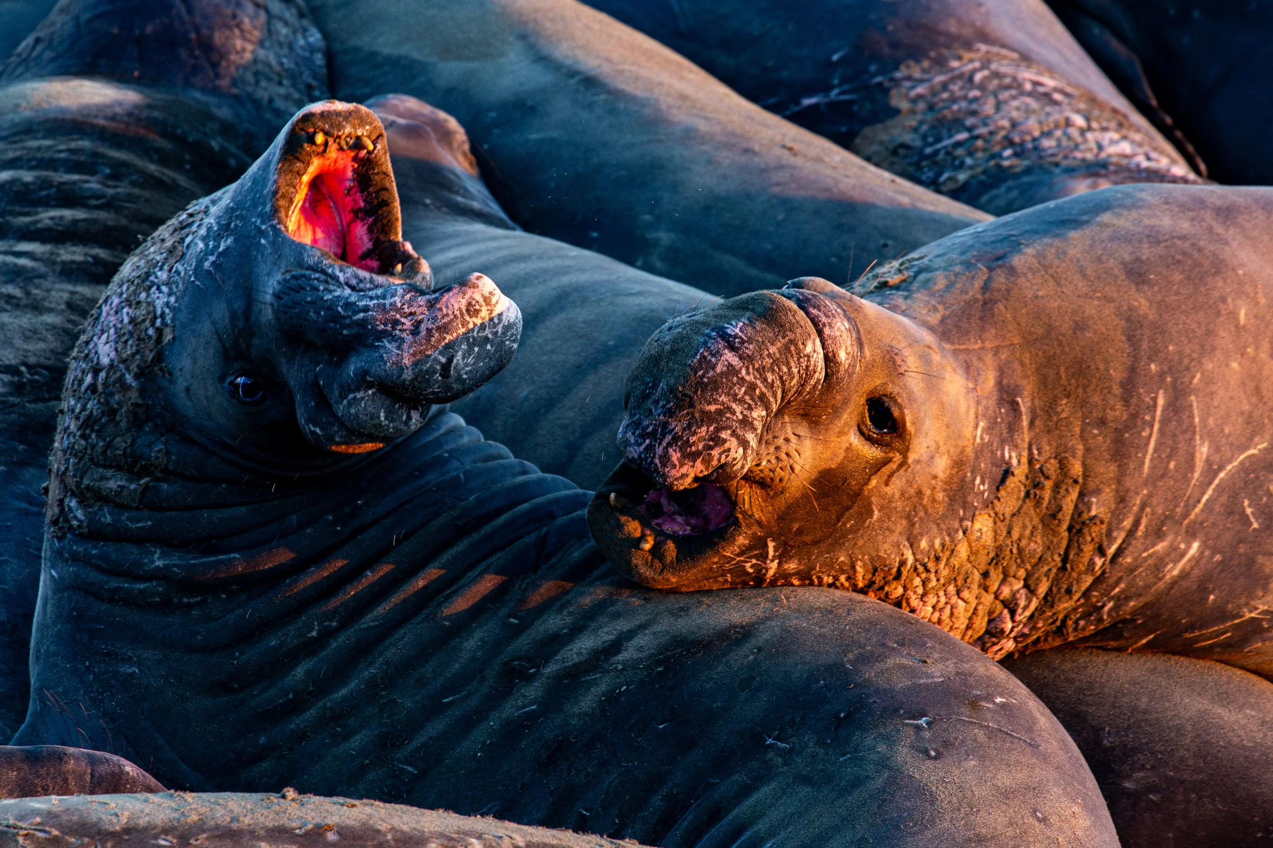 Elephant Seals - San Simeon, California - Wildlife Photography-14.jpg