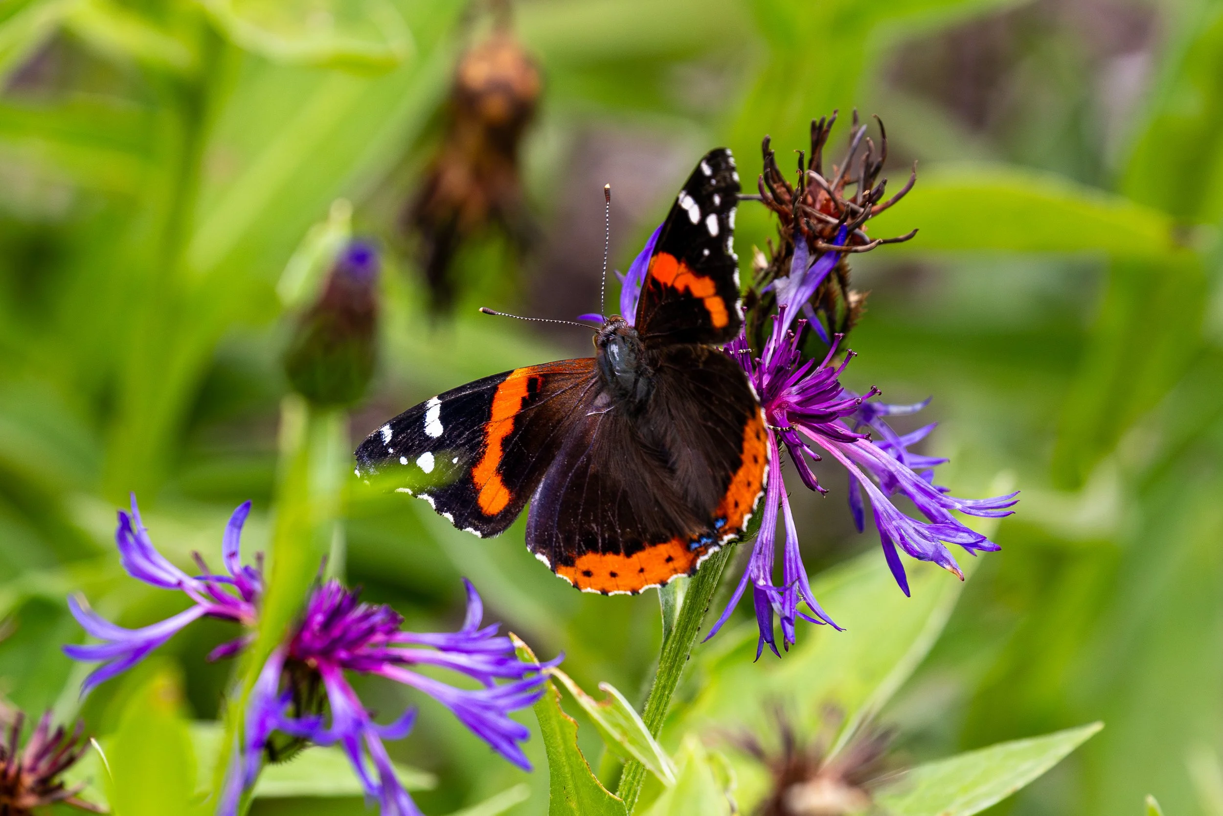 Coastal Maine Botanical Gardens - Nature Photography-2.jpg