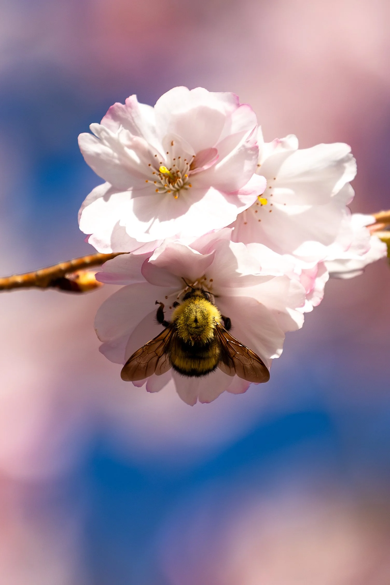 Laurel Hill Cemetery - Saco, Maine - Nature Photography-26.jpg