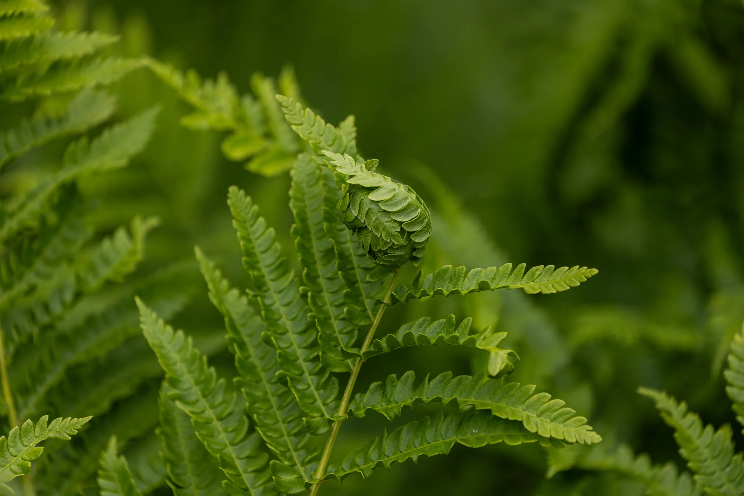 Coastal Maine Botanical Gardens - Nature Photography-39.jpg