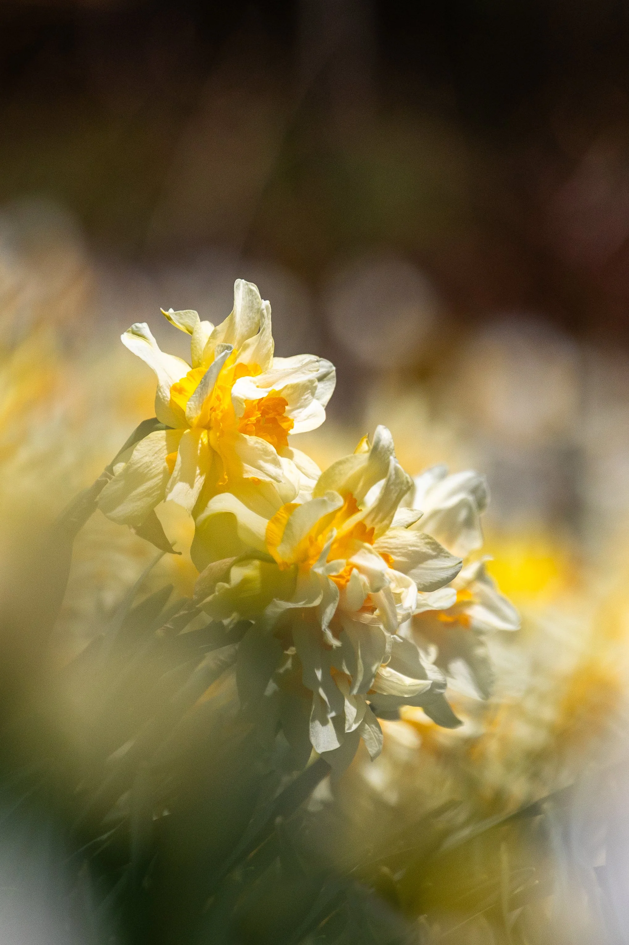 Laurel Hill Cemetery - Saco, Maine - Nature Photography-11.jpg