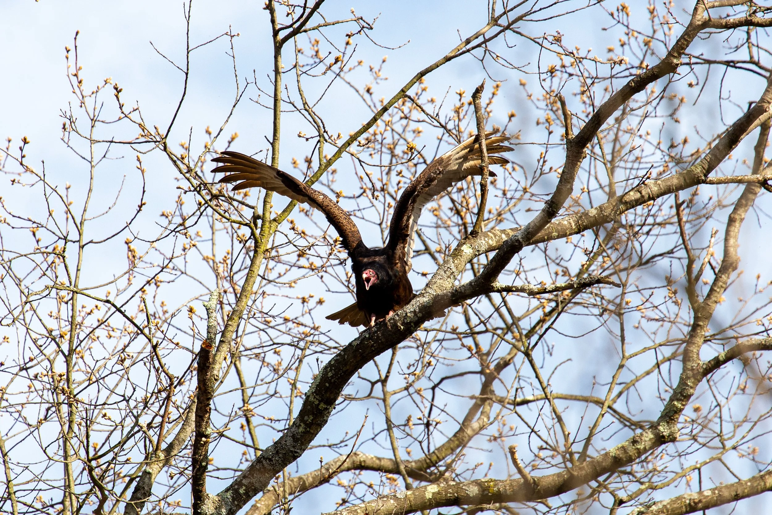 Germantown, New York - Bird Wildlife Photography-4.jpg