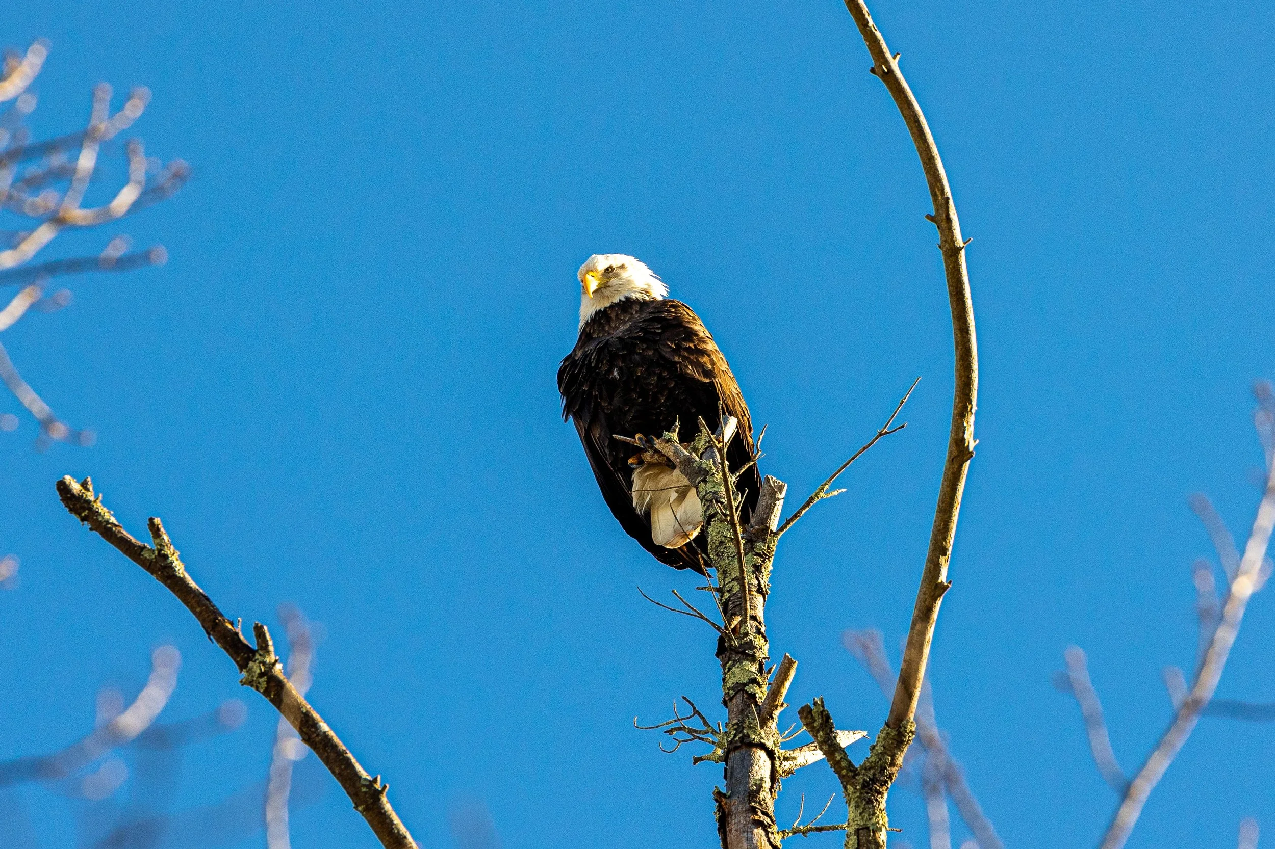 Bald Eagles in Catskills, New York-7.jpg