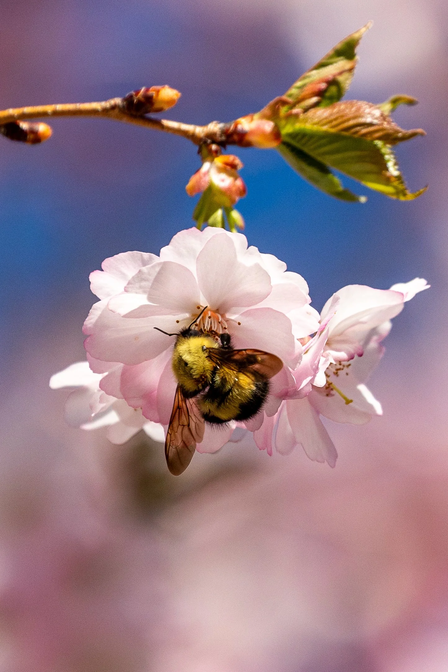 Laurel Hill Cemetery - Saco, Maine - Nature Photography-27.jpg