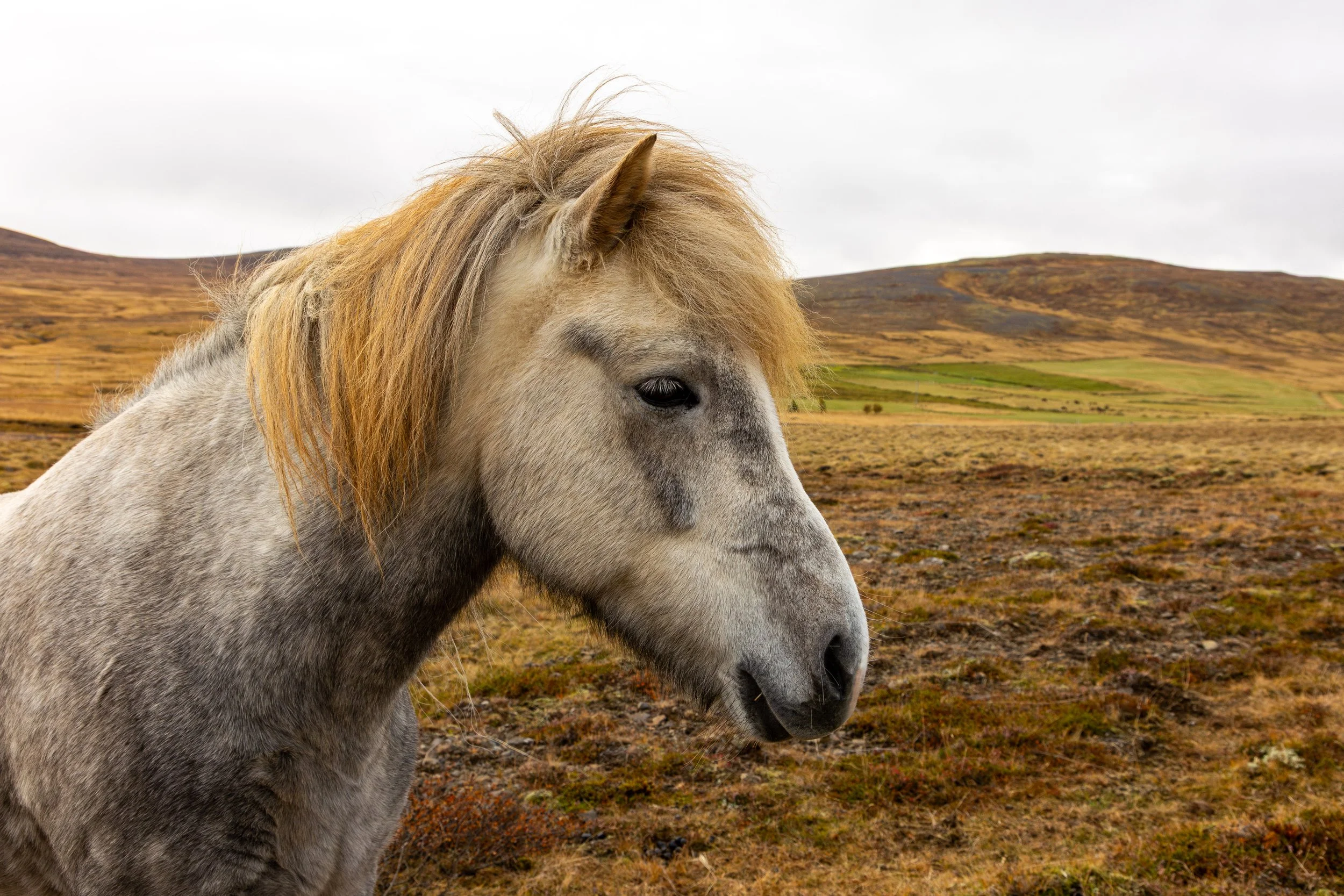 Iceland - Travel Photography-100.jpg