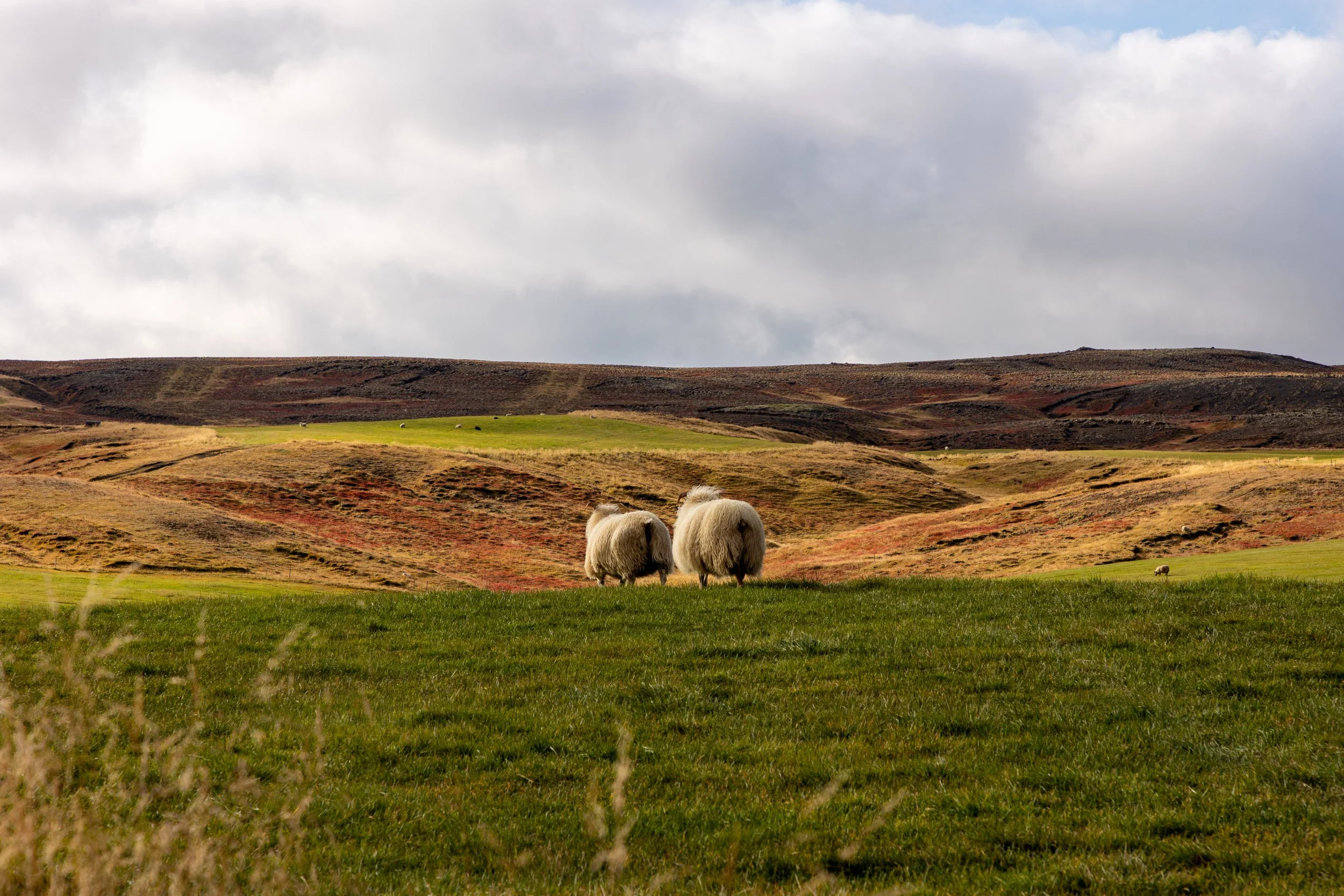 Iceland - Travel Photography-4.jpg