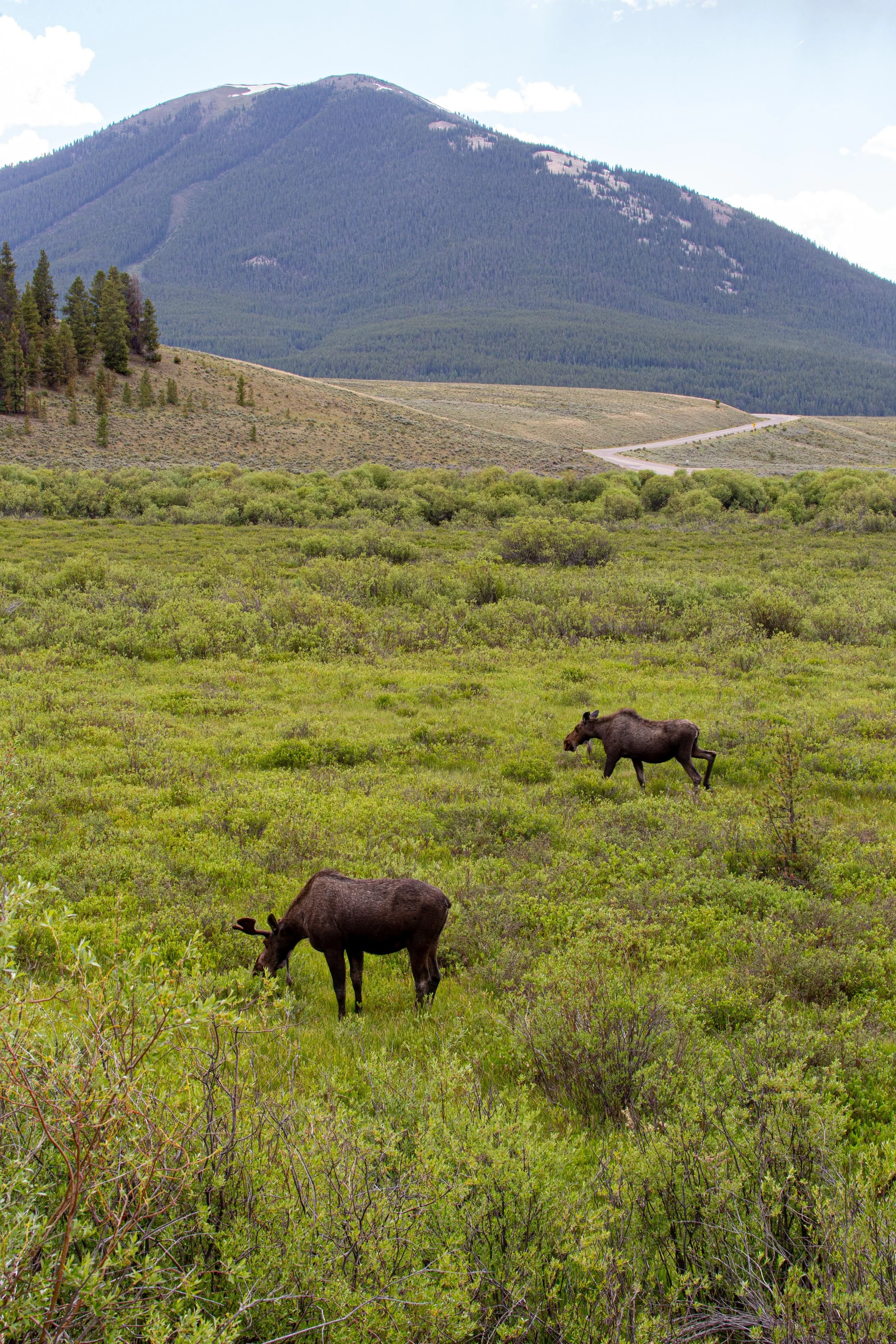 Moose - Colorado - Wildlife Photography3.jpg