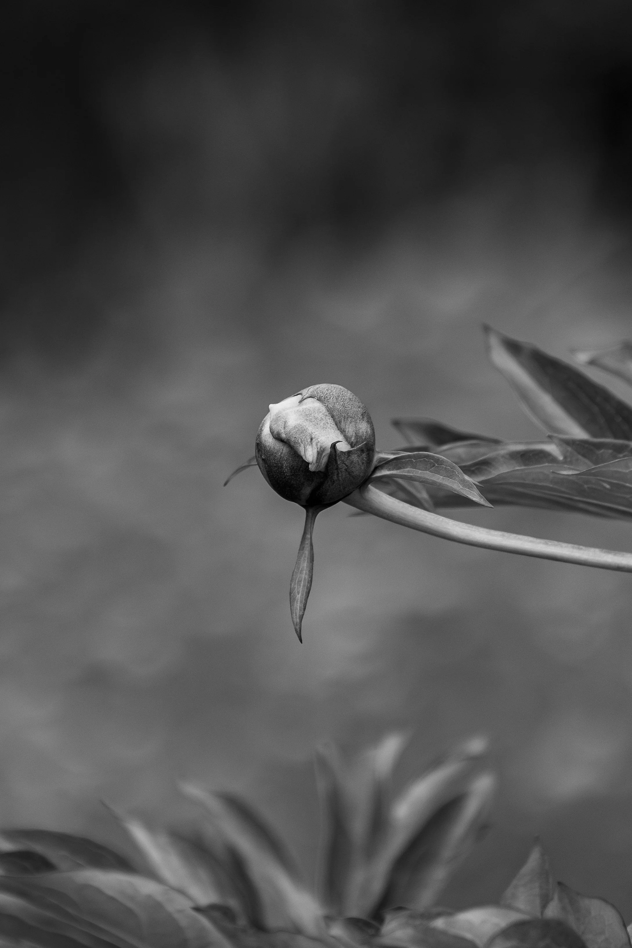 Coastal Maine Botanical Gardens - Nature Photography-37.jpg