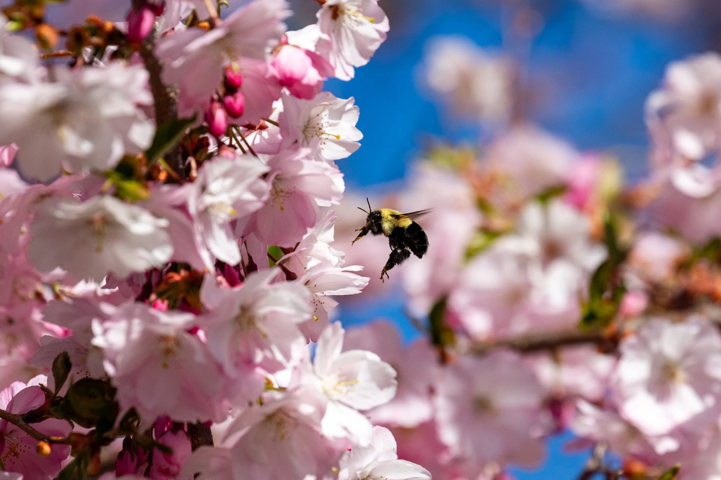 Laurel Hill Cemetery - Saco, Maine - Nature Photography-31.jpg