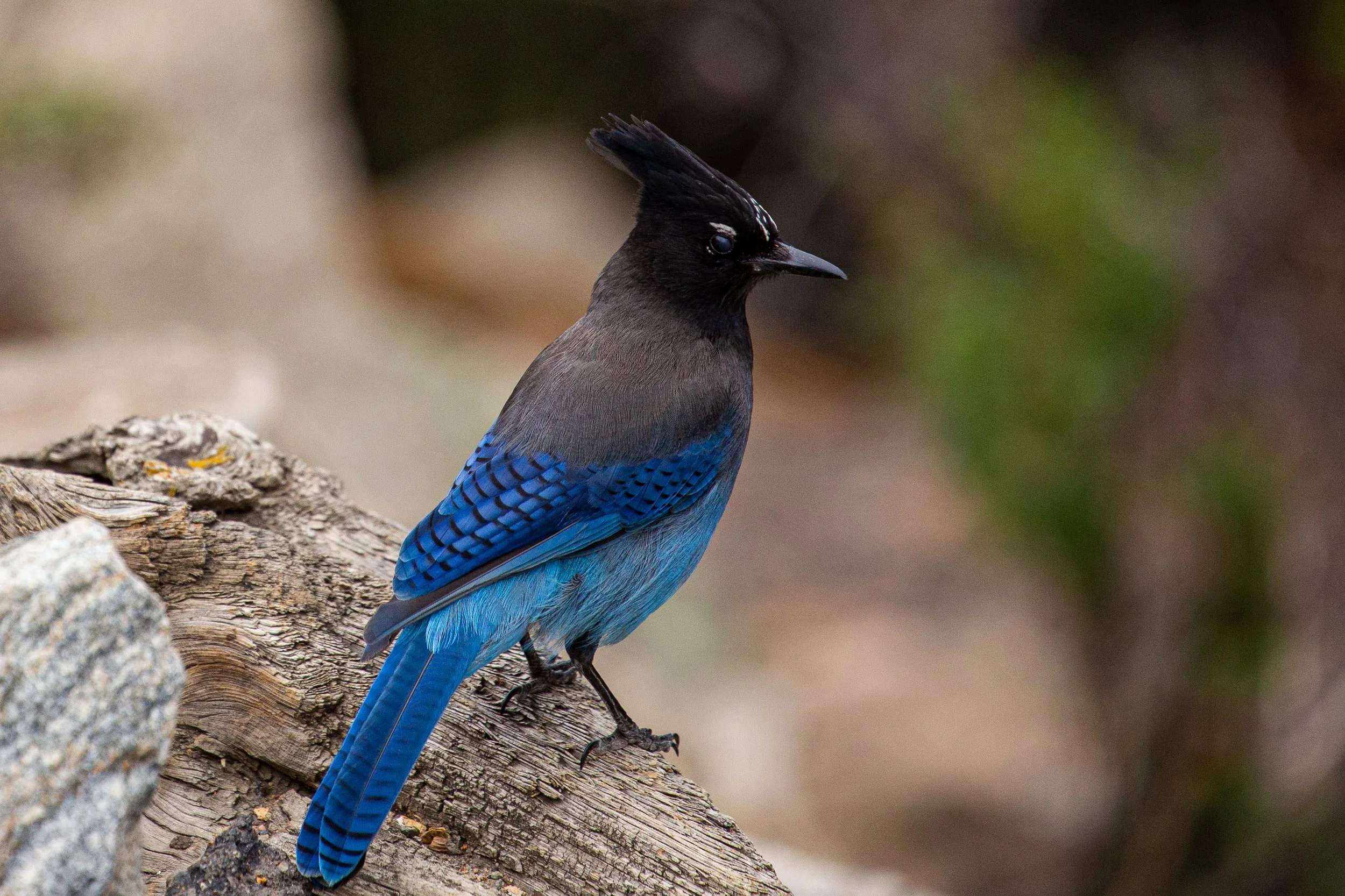 Rocky Mountain National Park - Wildlife Photography-1.jpg