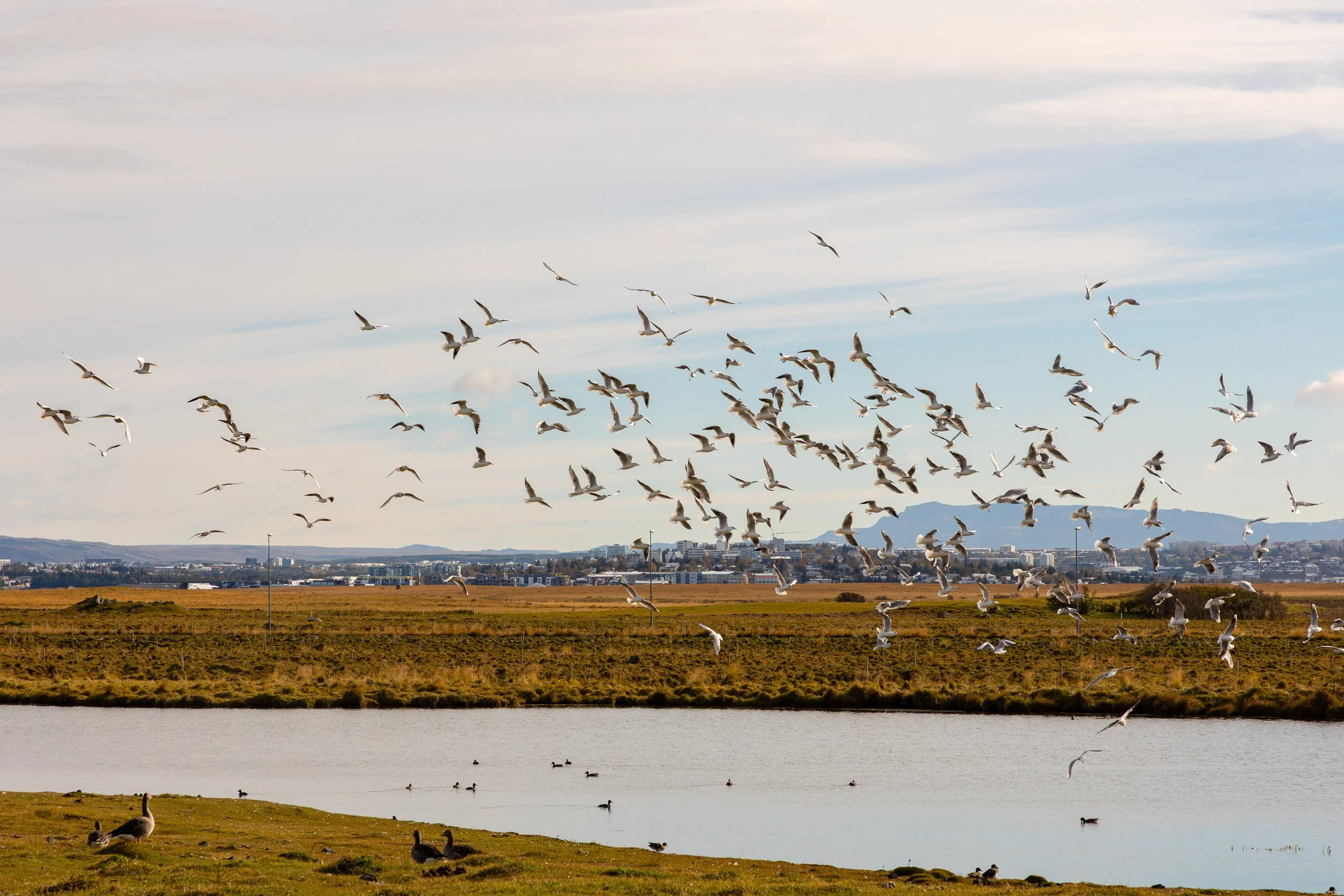 Iceland - Travel Photography-1.jpg