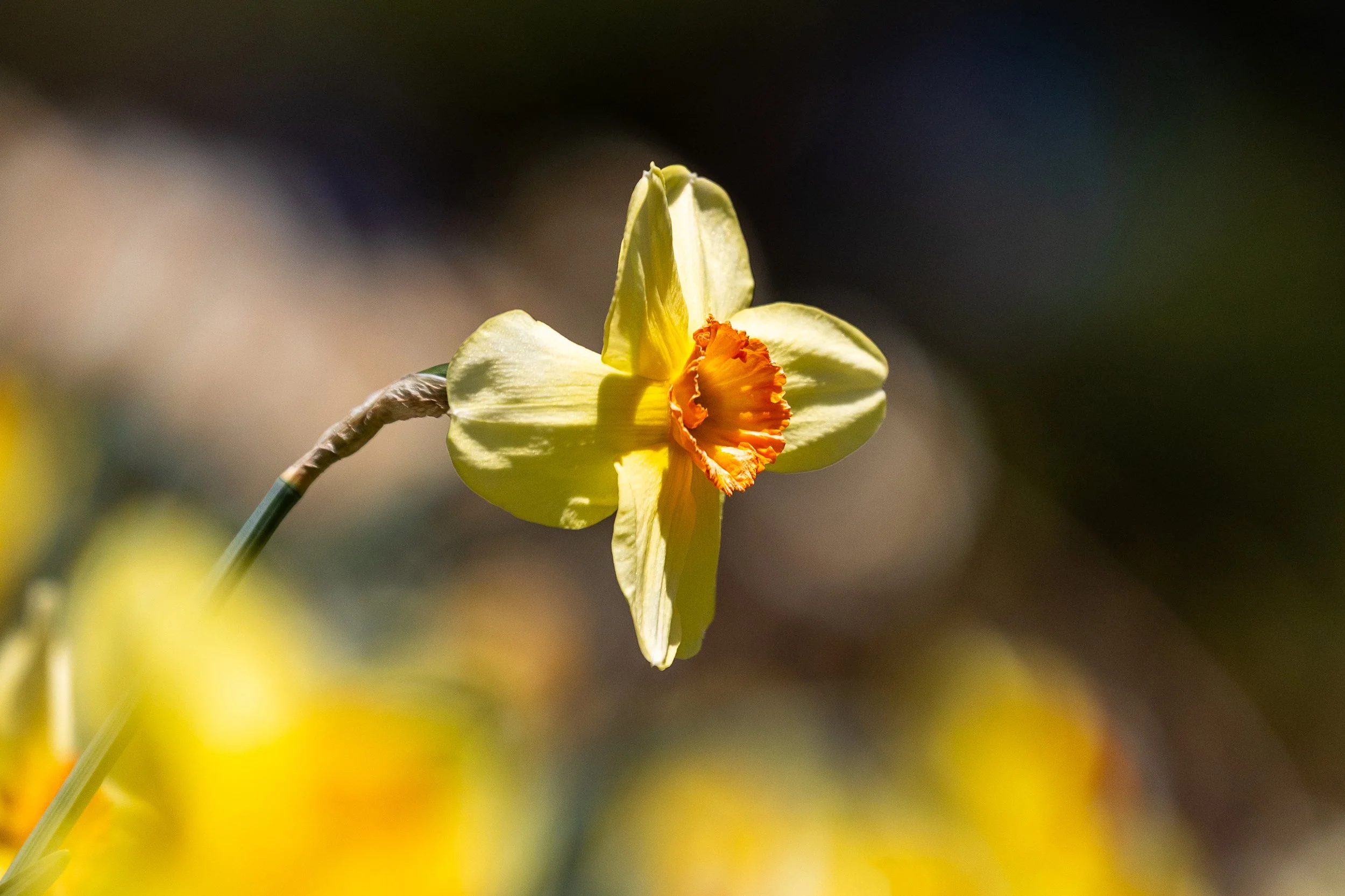 Laurel Hill Cemetery - Saco, Maine - Nature Photography-8.jpg