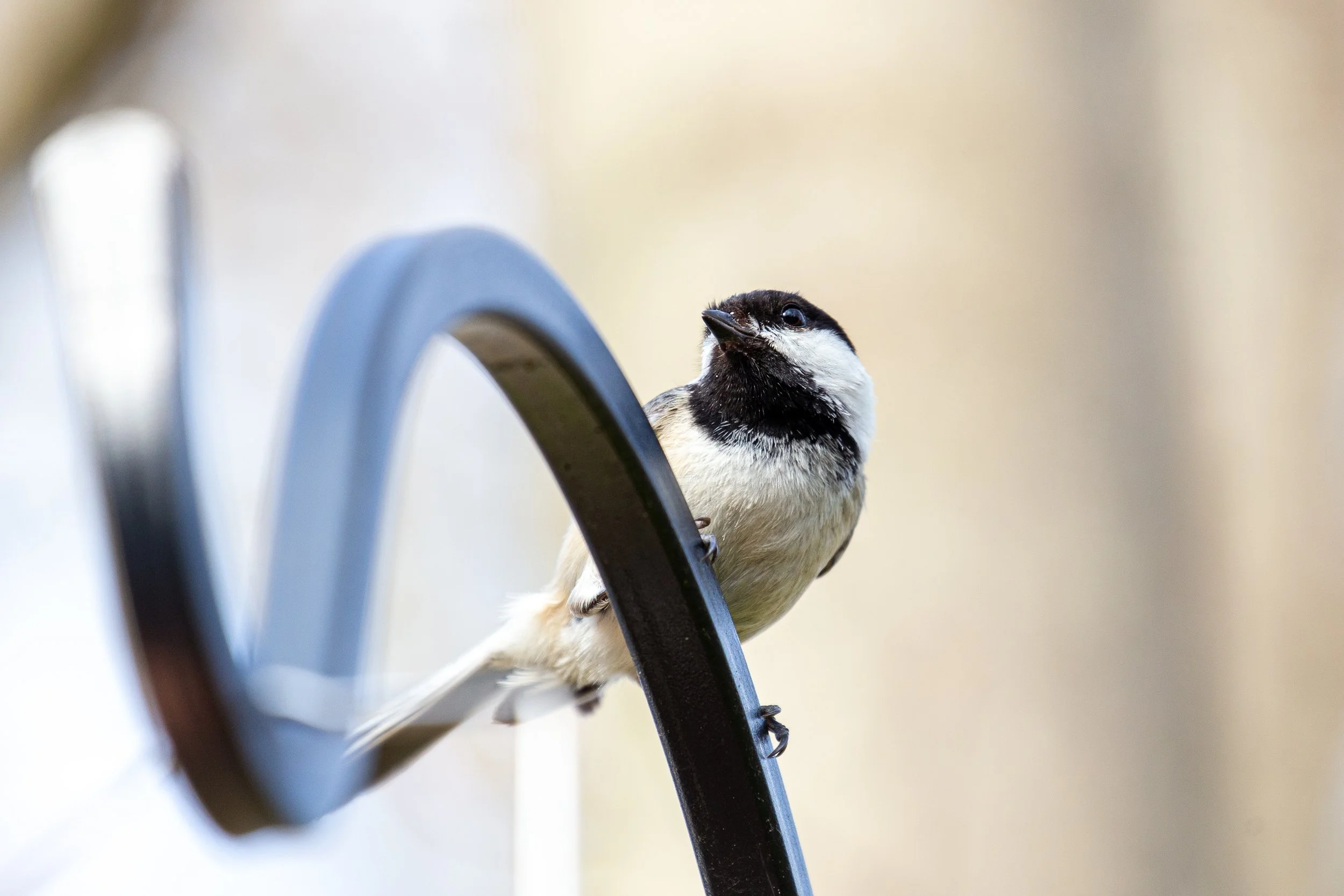 Germantown, New York - Bird Wildlife Photography-6.jpg