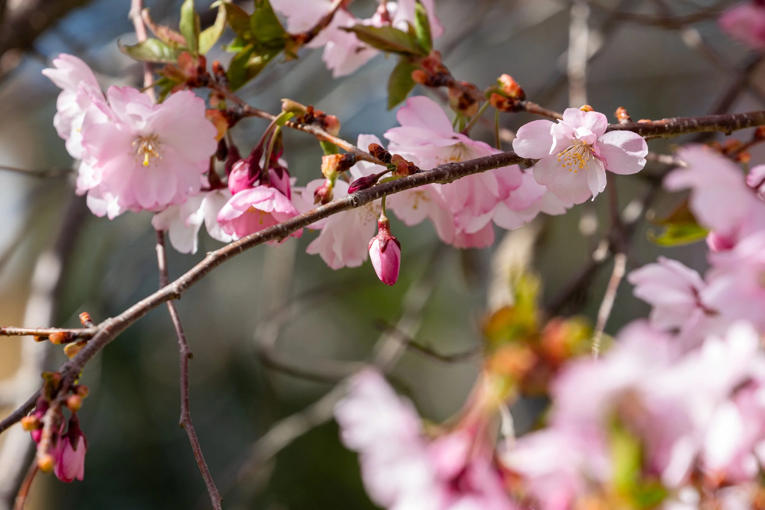 Laurel Hill Cemetery - Saco, Maine - Nature Photography-24.jpg