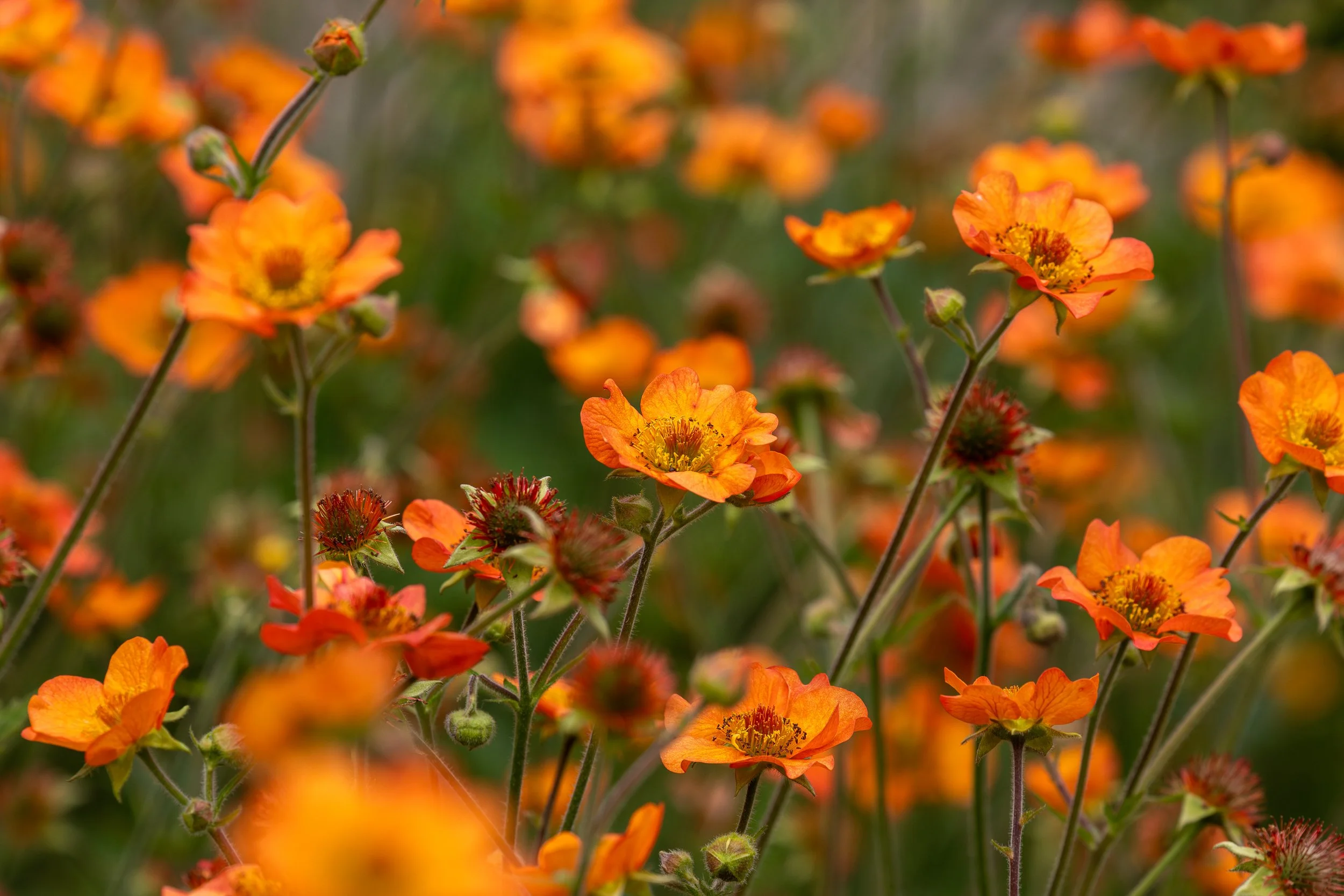 Coastal Maine Botanical Gardens - Nature Photography-19.jpg