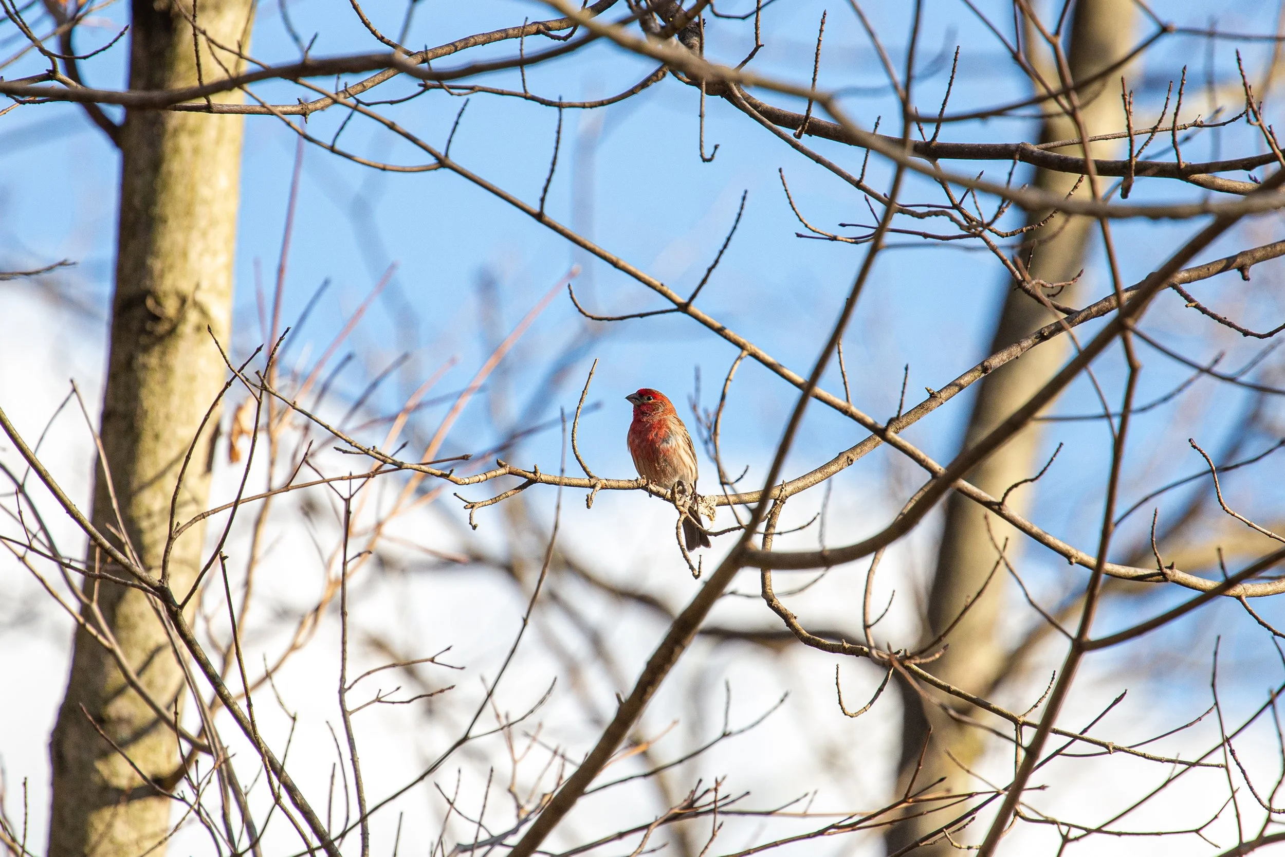 Germantown, New York - Bird Wildlife Photography-2.jpg