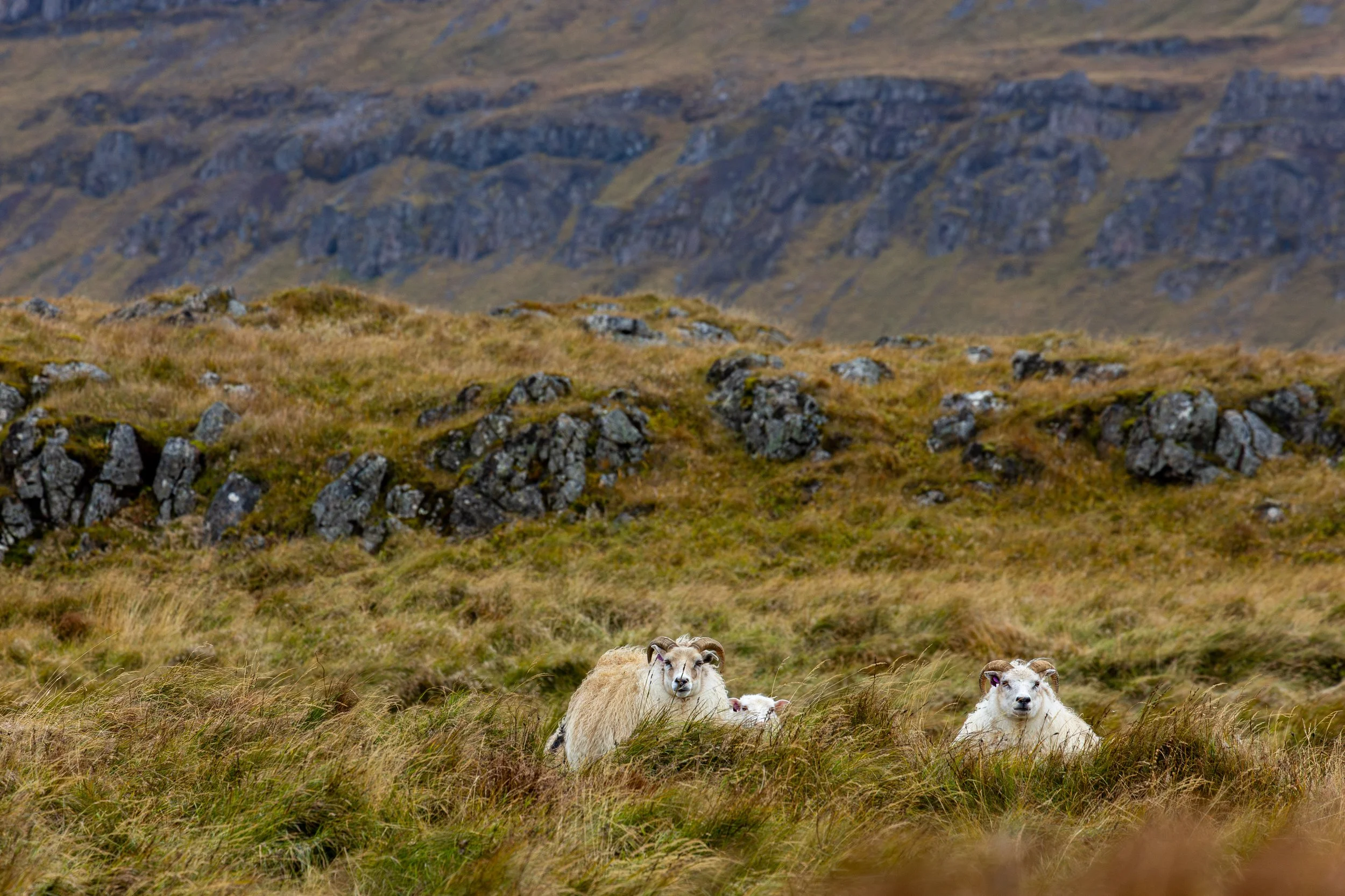 Iceland - Travel Photography-113.jpg