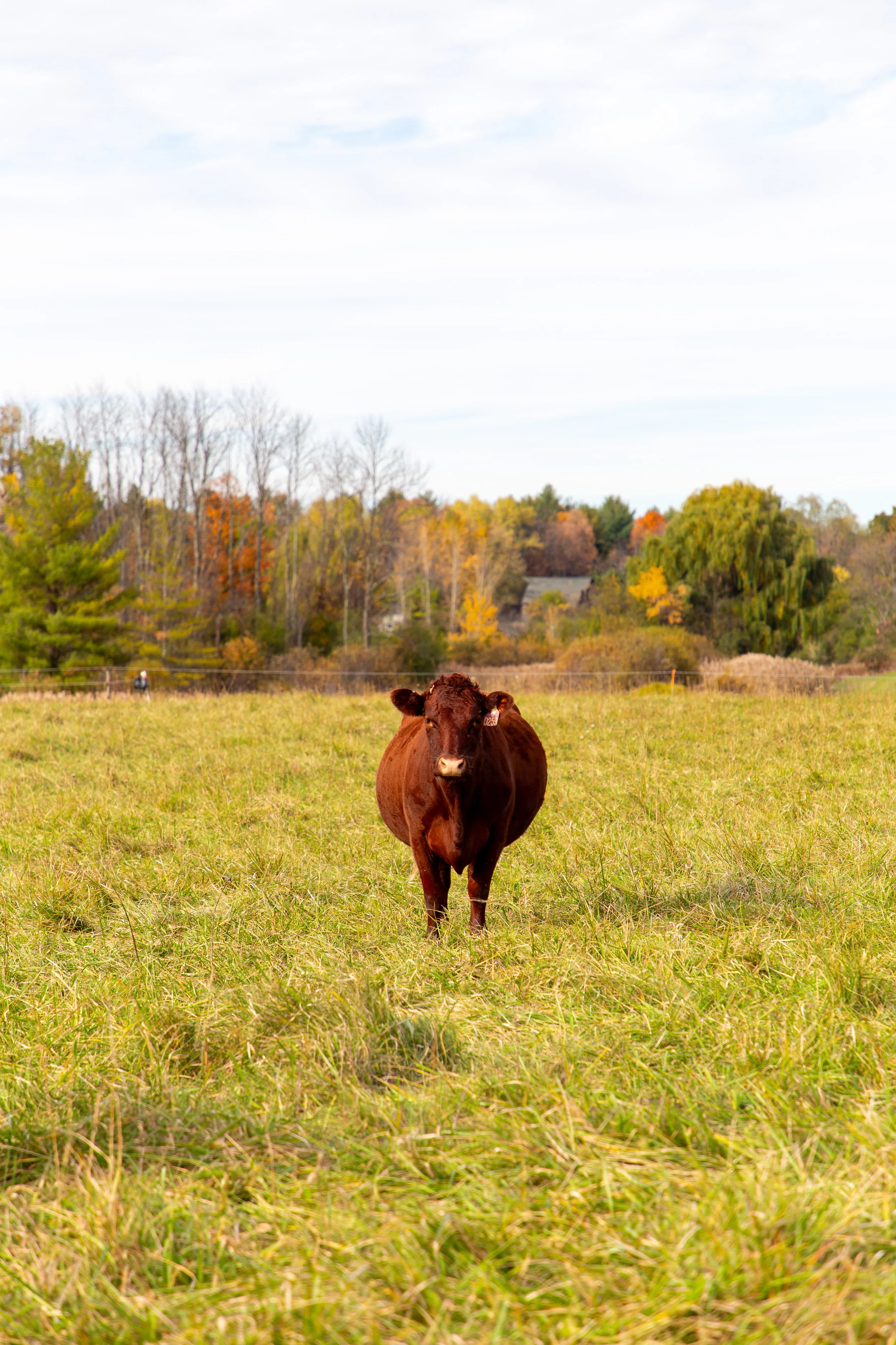 Hover Farms - Germantown, New York - Farm Photography-1.jpg