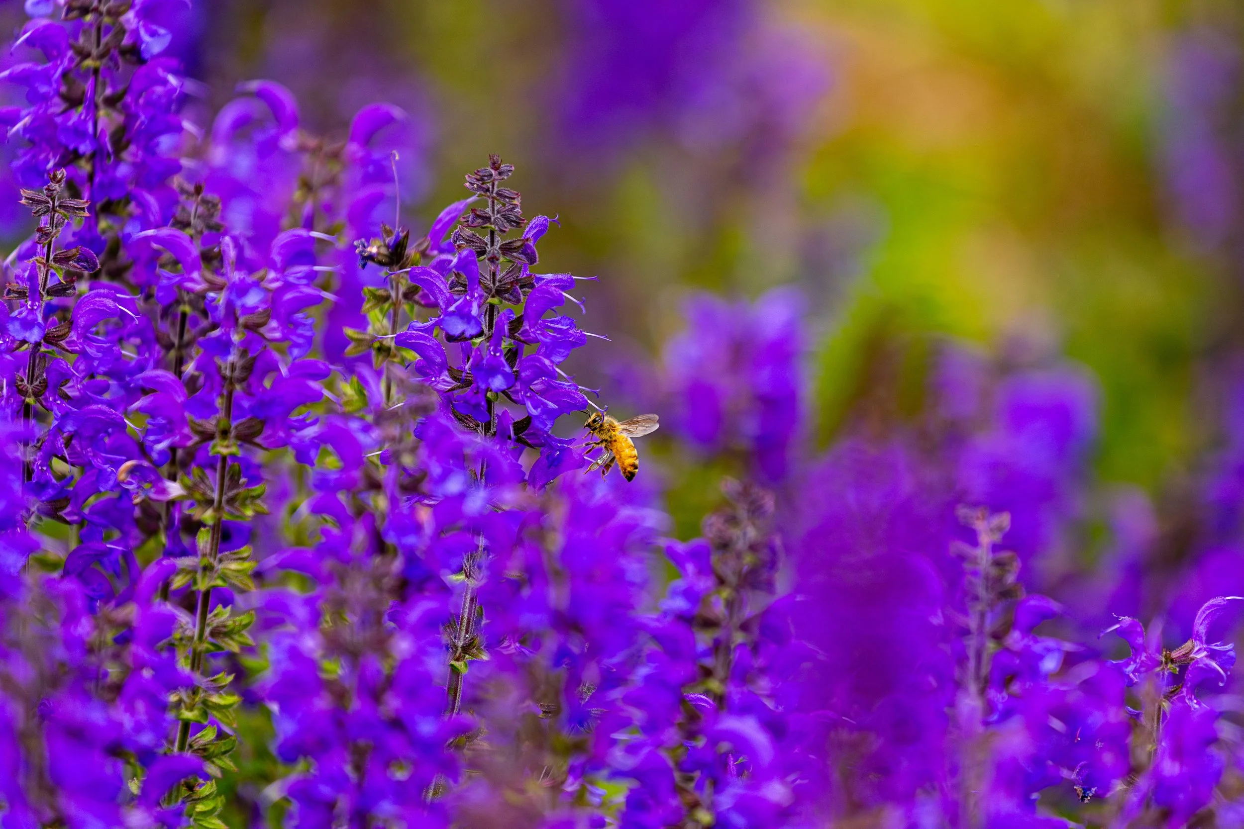 Coastal Maine Botanical Gardens - Nature Photography-31.jpg