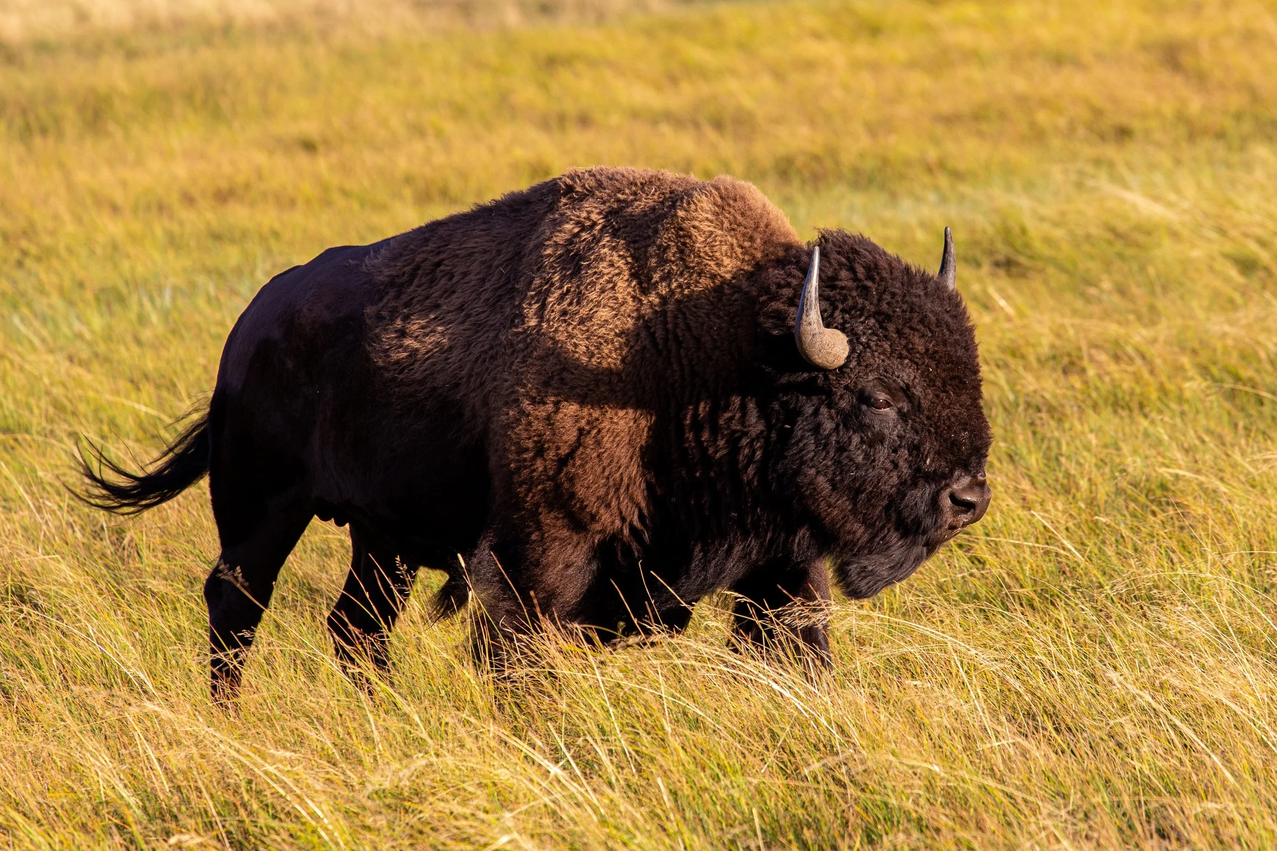 Bison - Yellowstone National Park - Wildife Photography-3.jpg