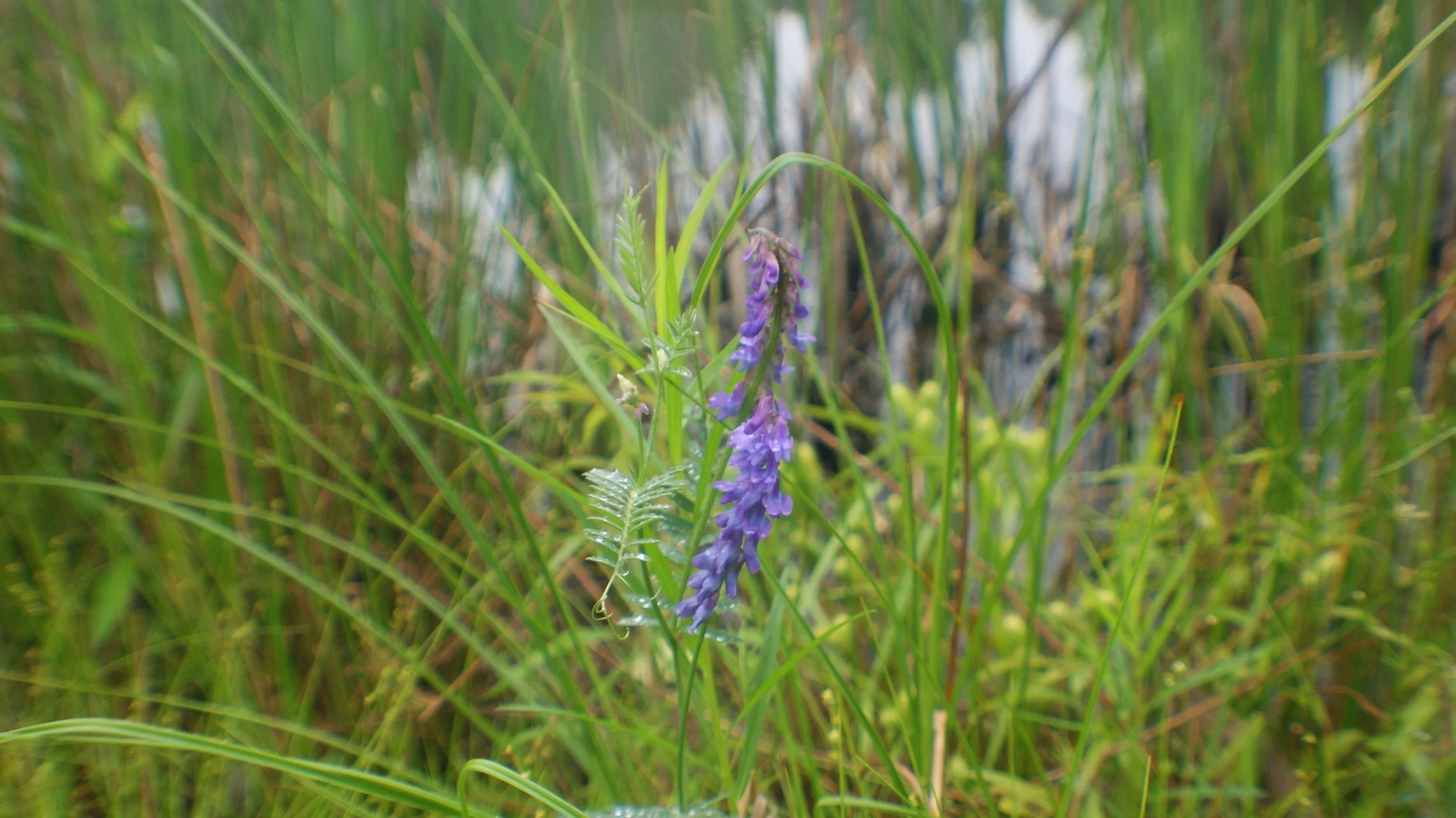 showing up for the occasion