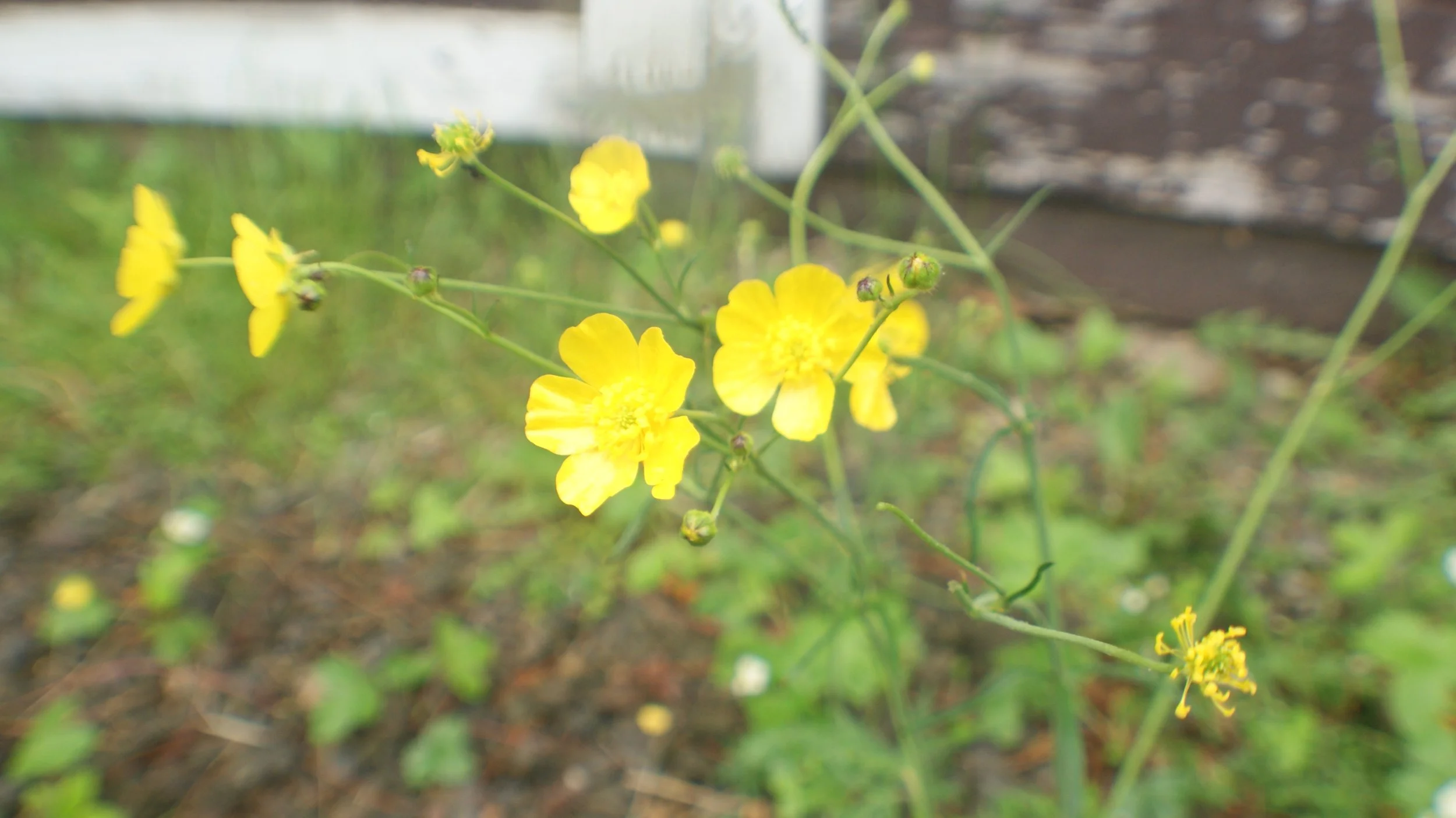 priority vs obligation