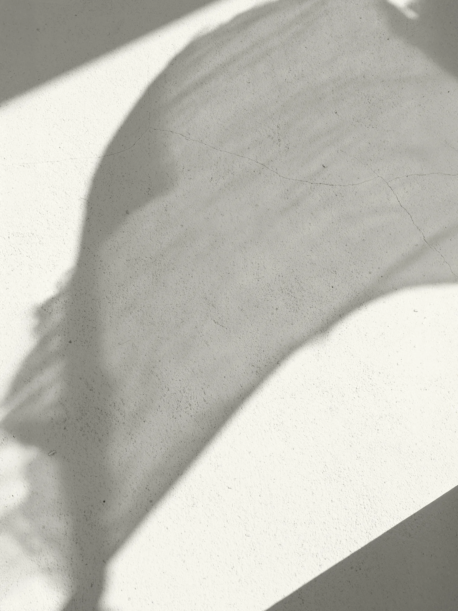 Schaduw van een bladeren op een witte muur met een lichte textuur.