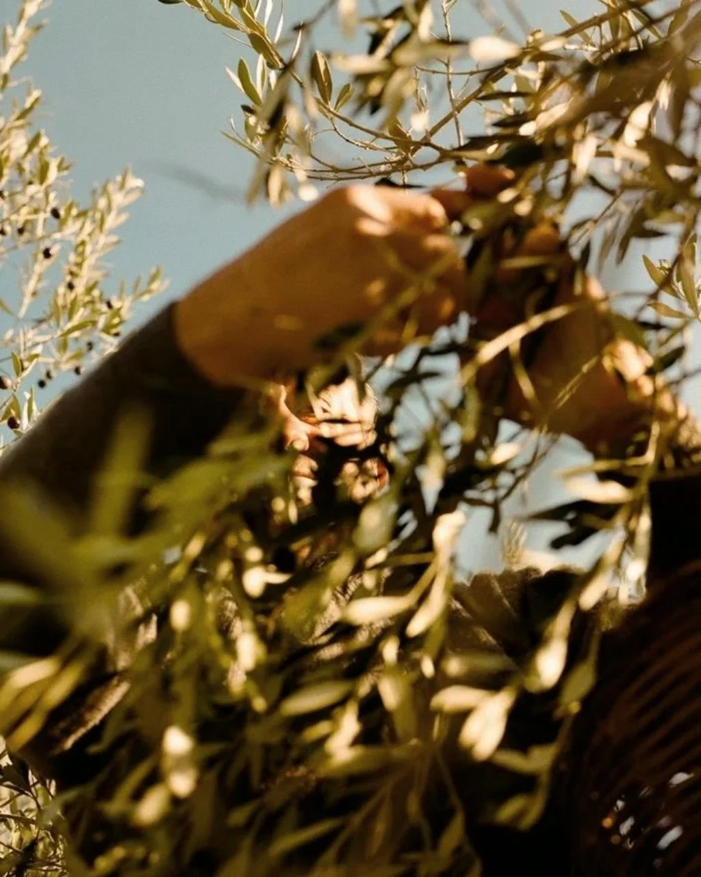 Une personne récolte des olives dans un olivier.