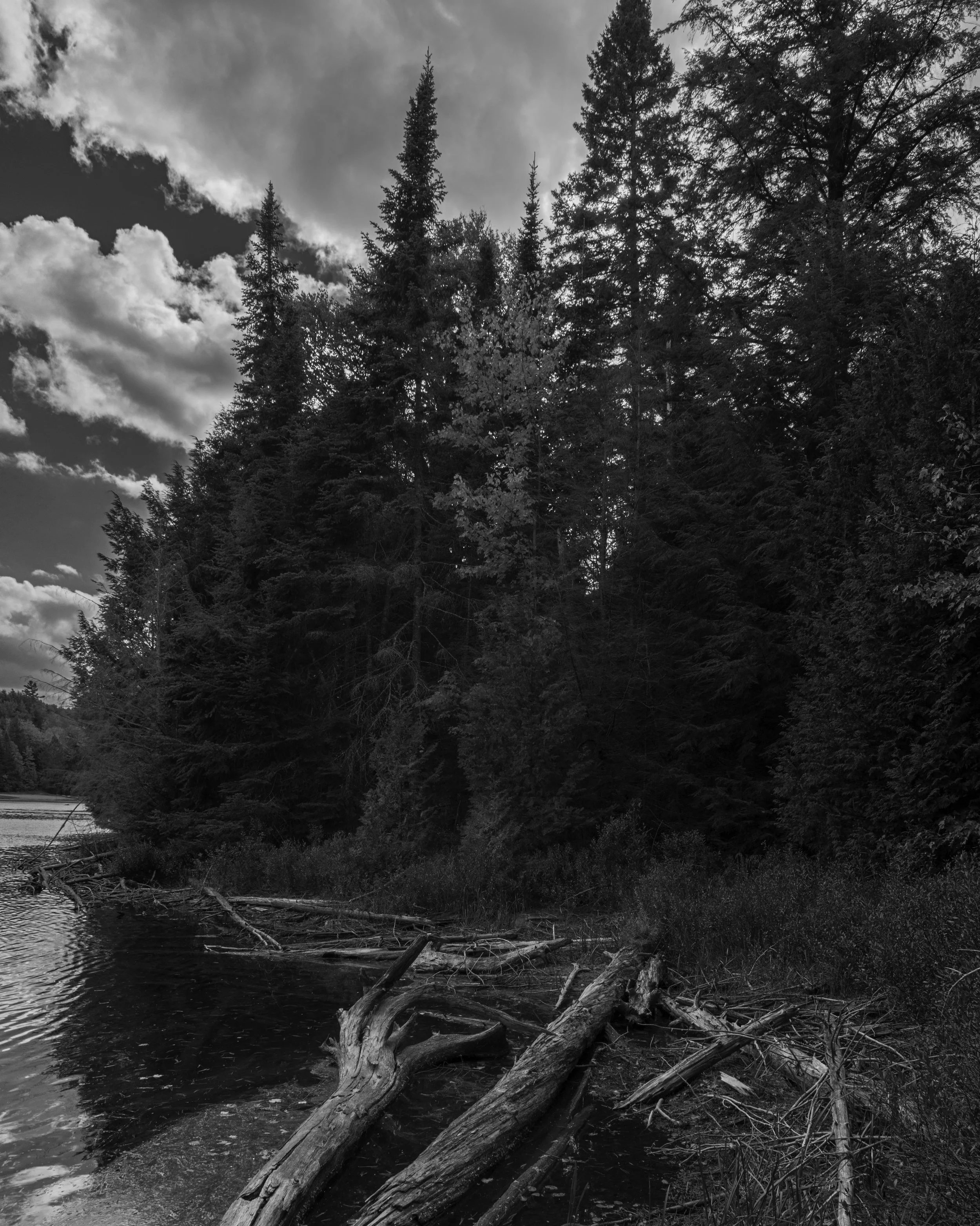 Black and white photo of a forested area with tall pine trees, cloudy sky, and fallen logs and branches near a body of water.