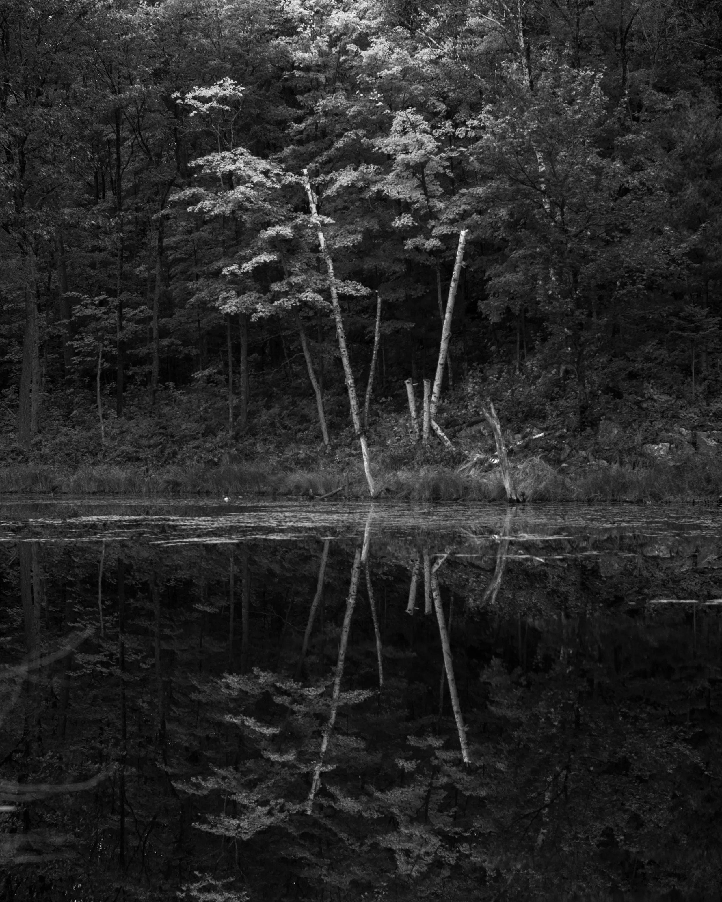 A black and white photo of a forest with trees reflecting in a body of water in the foreground.
