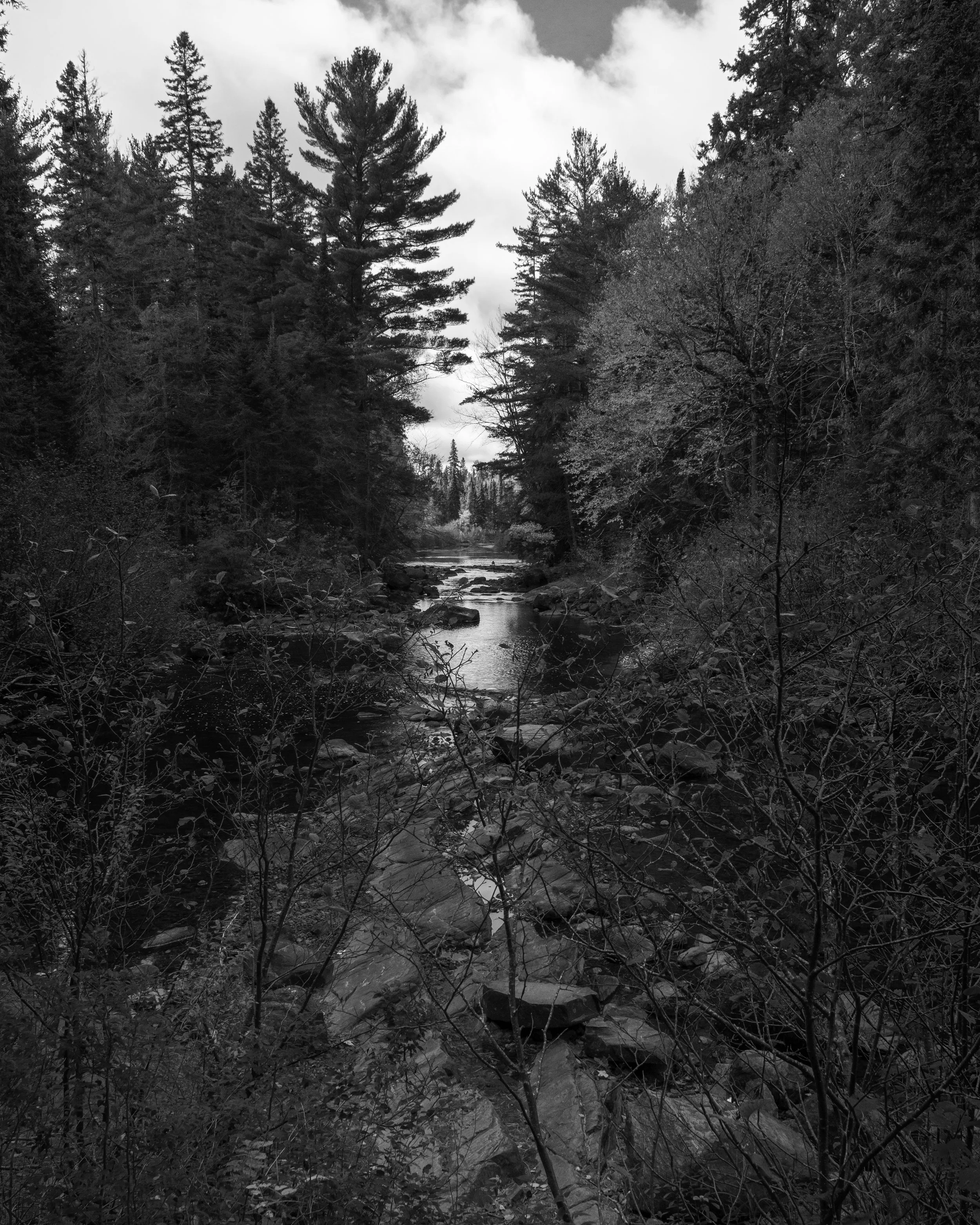 Black and white photograph of a forest scene with tall pine trees and a small creek flowing through the middle.