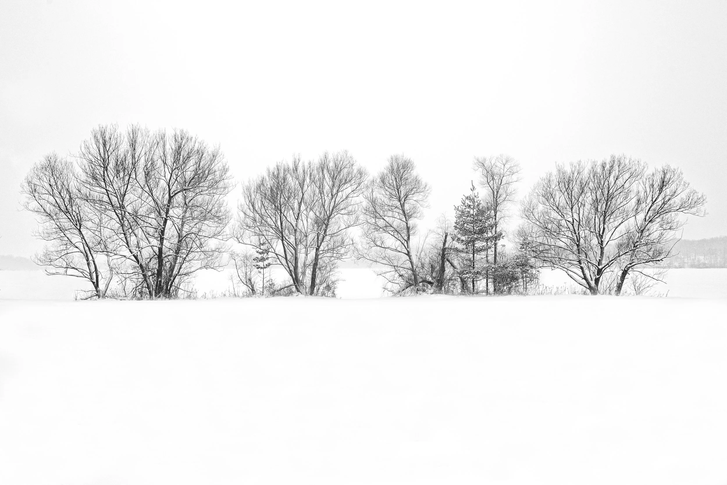 A row of leafless trees in a snowy landscape with a cloudy sky background.
