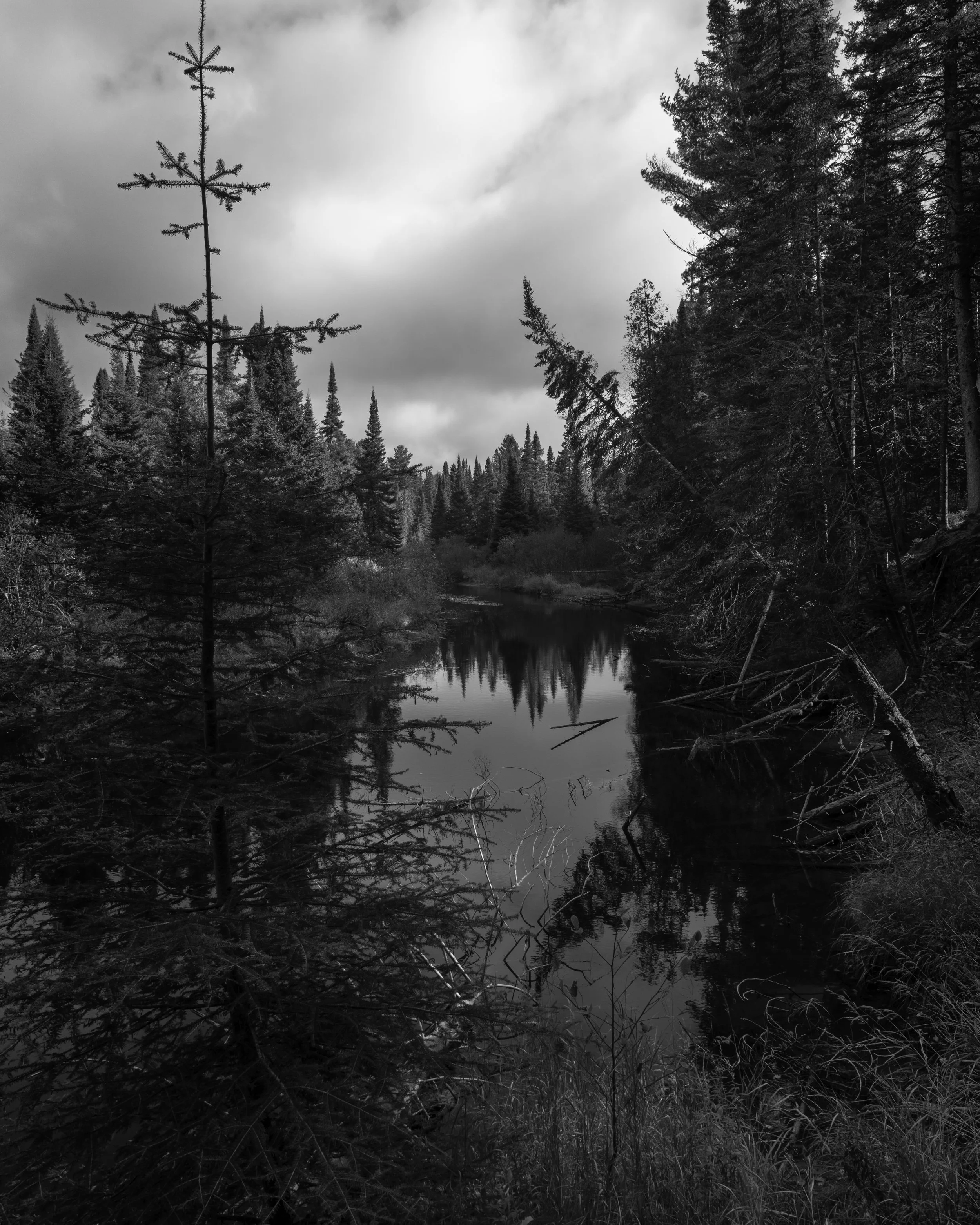 A black and white photo of a forest scene with a calm river or pond in the foreground, surrounded by tall pine trees under a cloudy sky.