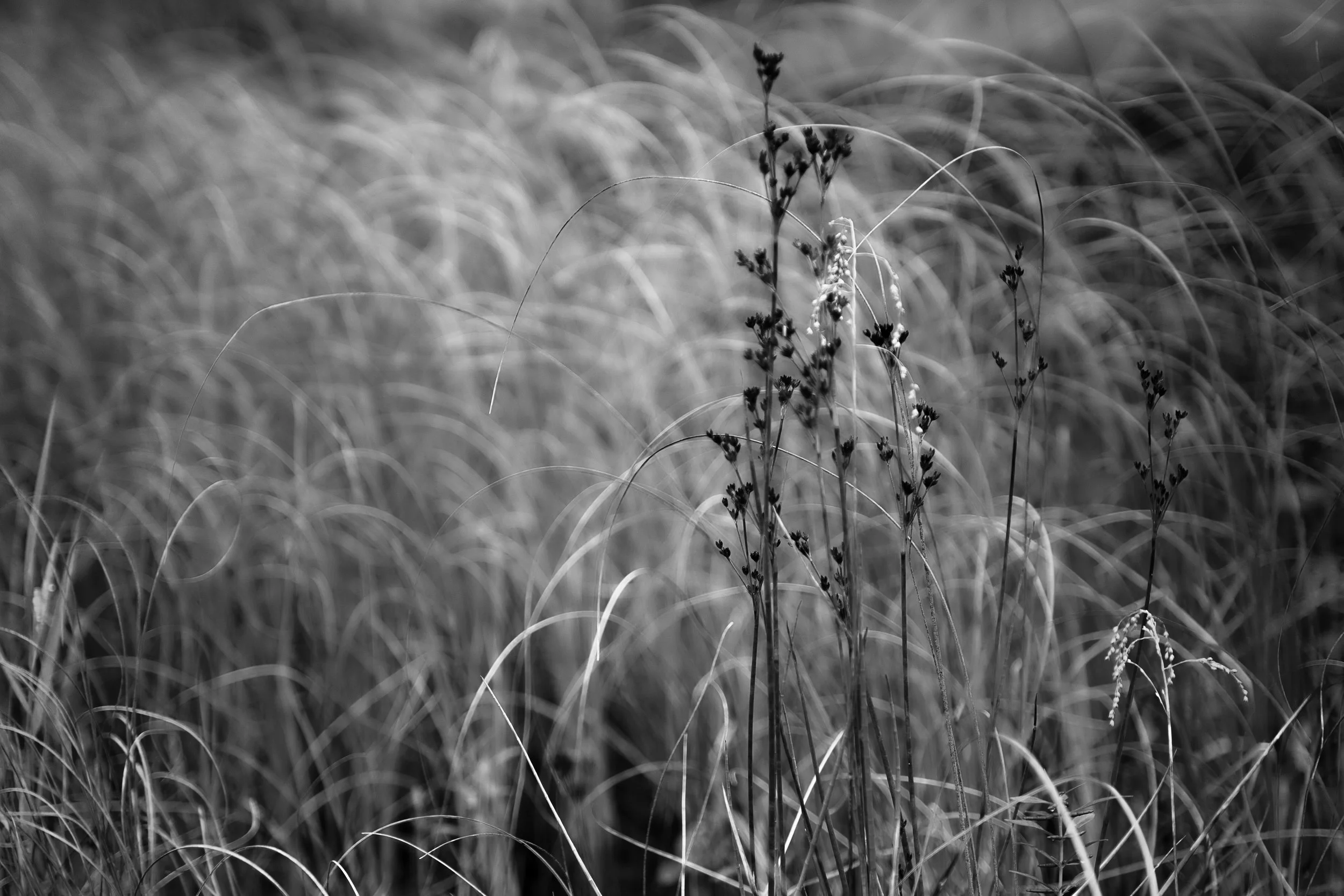 Black and white photograph of tall grass with some small wildflower plants in the foreground.