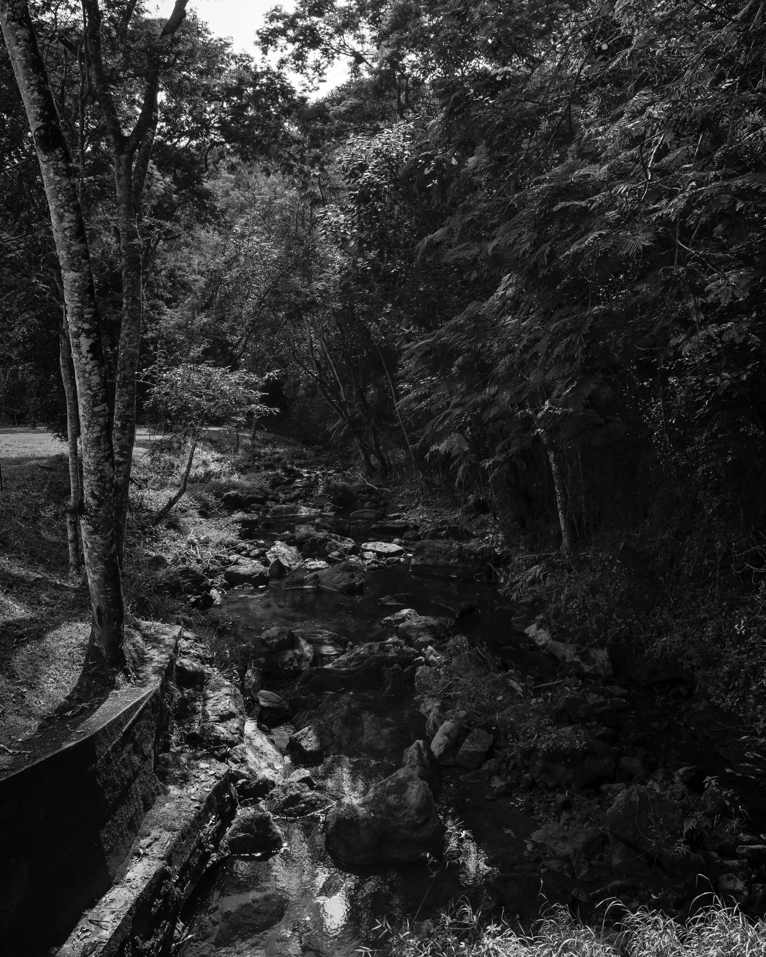 A black and white photo of a dense forest with tall trees and a small rocky stream running through it.