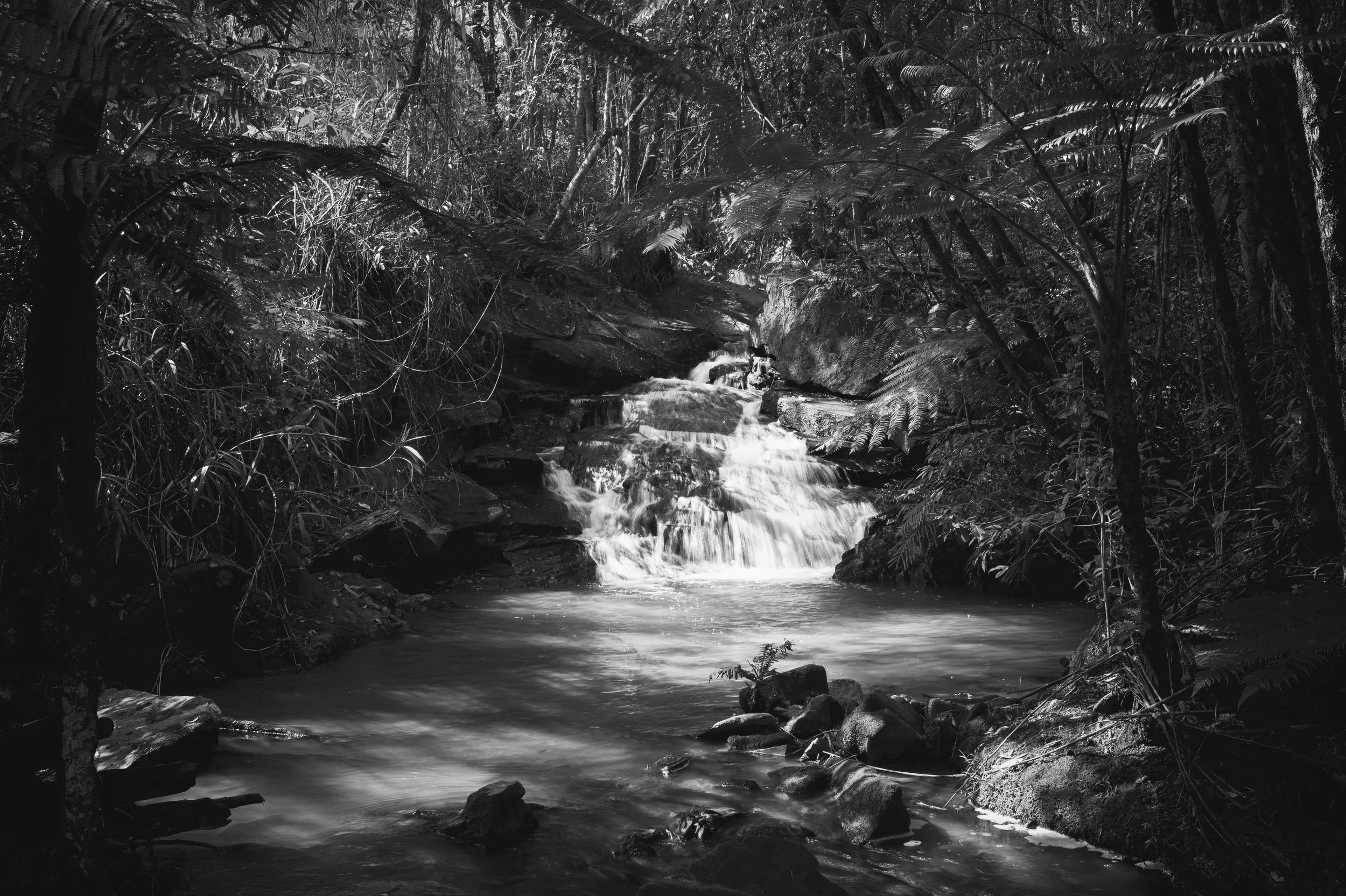 A black and white image of a forest with dense foliage and trees surrounding a small waterfall flowing over rocks into a stream.