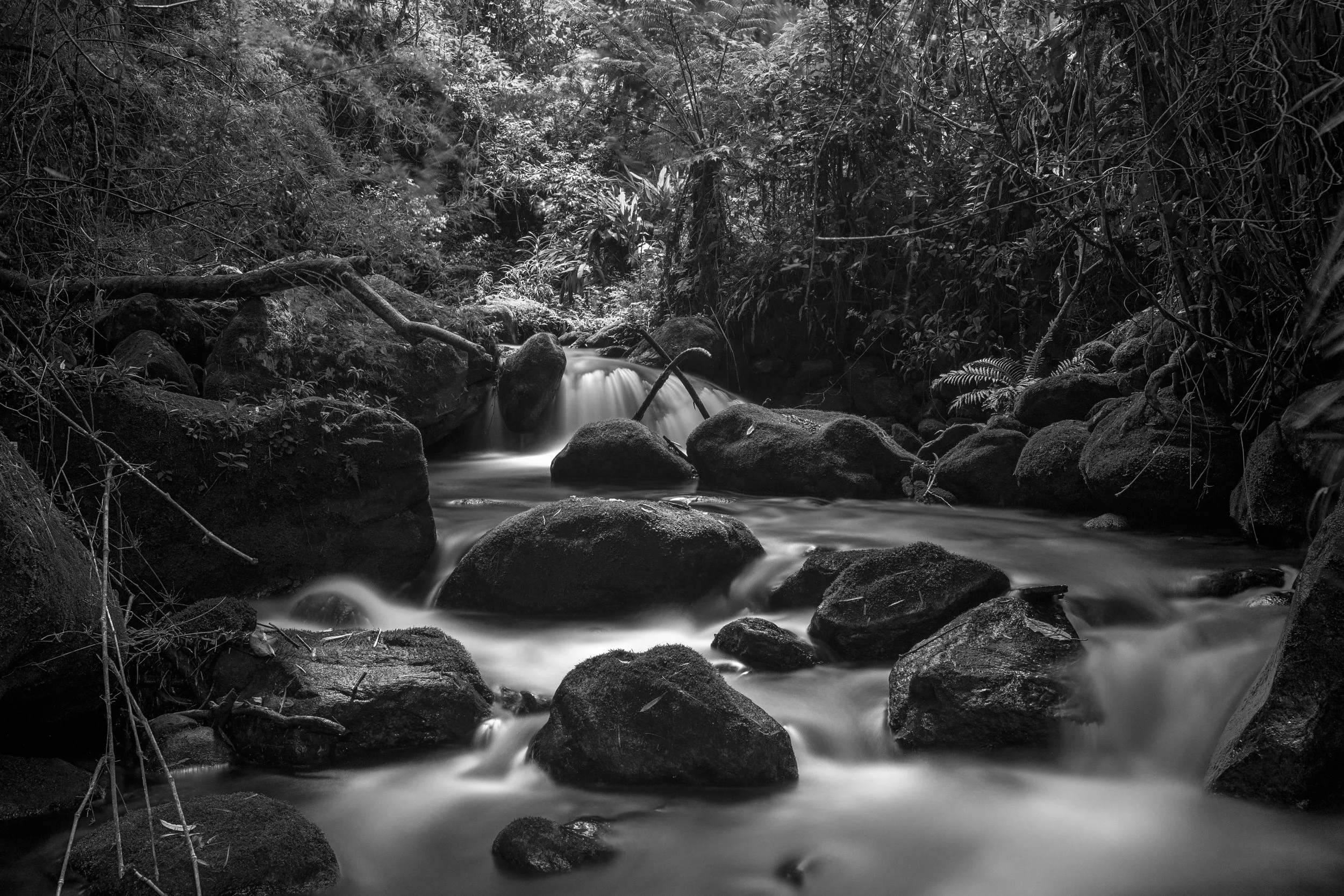 Black and white photo of a small waterfall flowing over rocks in a dense forest with sunlight filtering through the foliage.