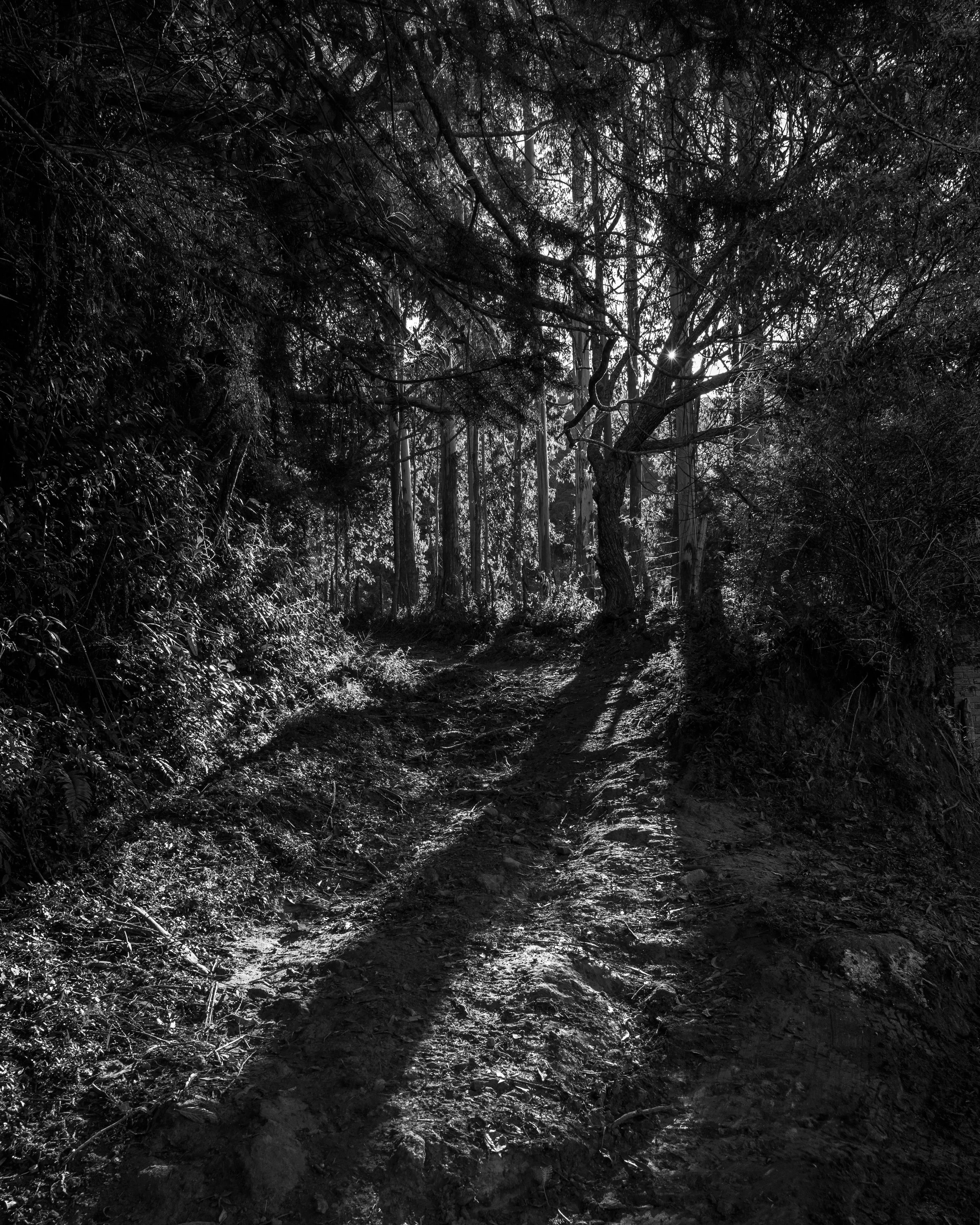 A dark forest scene with tall trees and dense foliage. Sunlight filters through the branches, creating bright patches on the ground.