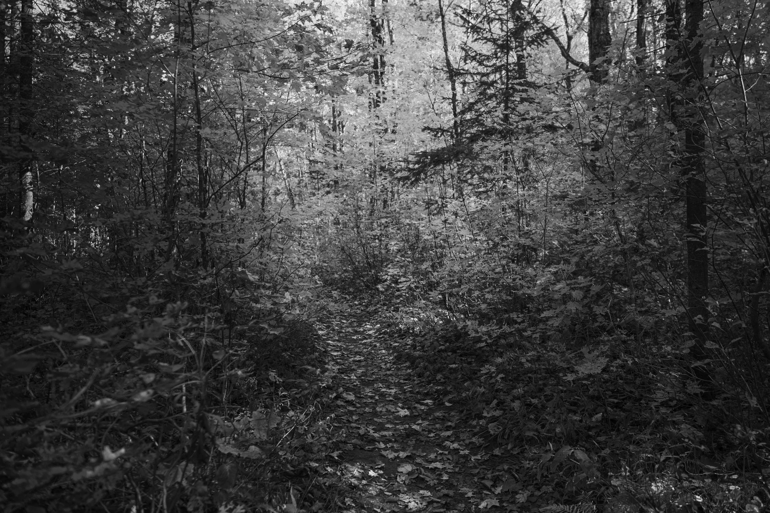 A black-and-white photo of a forest path surrounded by dense trees and foliage.